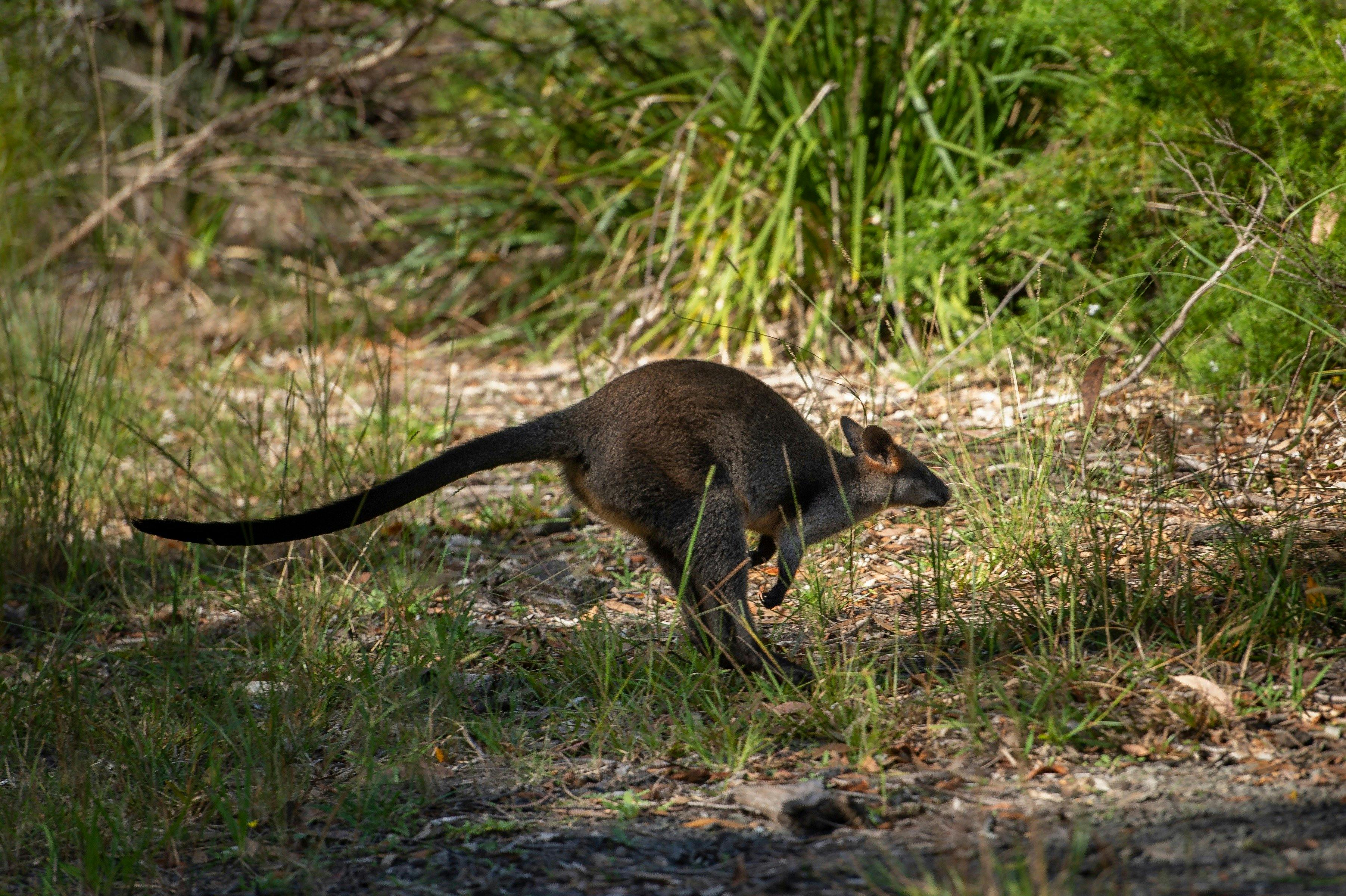 Wallaby spotted at Ku-ring-gai Wildflower Garden