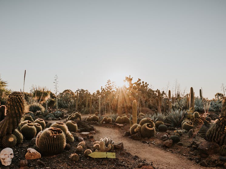 A beautiful sunset over a desert cactus setting