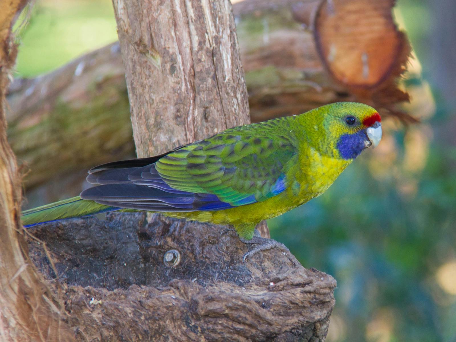 green rosella in a tree