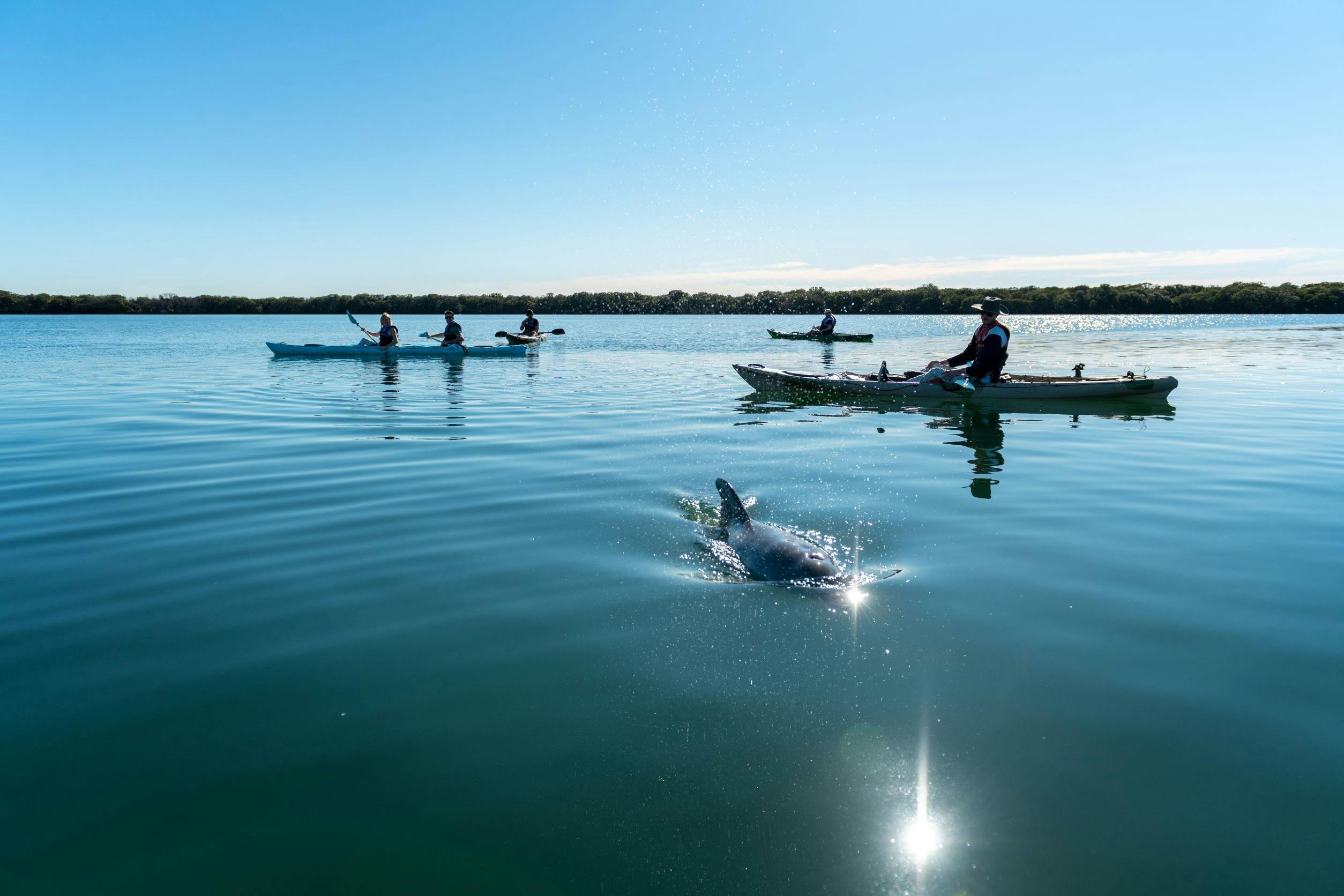 Dolphin Sanctuary Kayak Tours