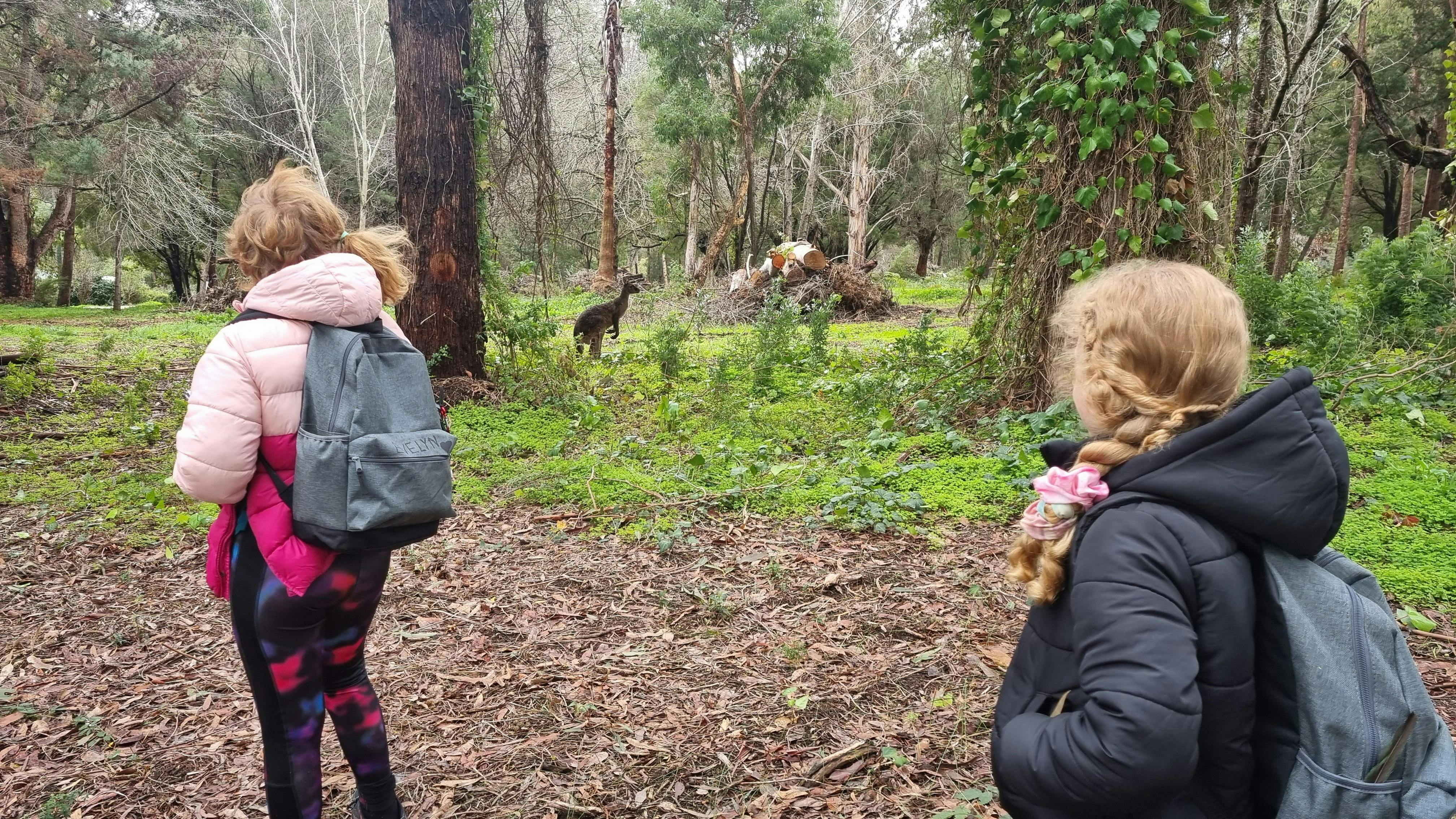 Observing local kangaroos on a nature walk in Pemberton