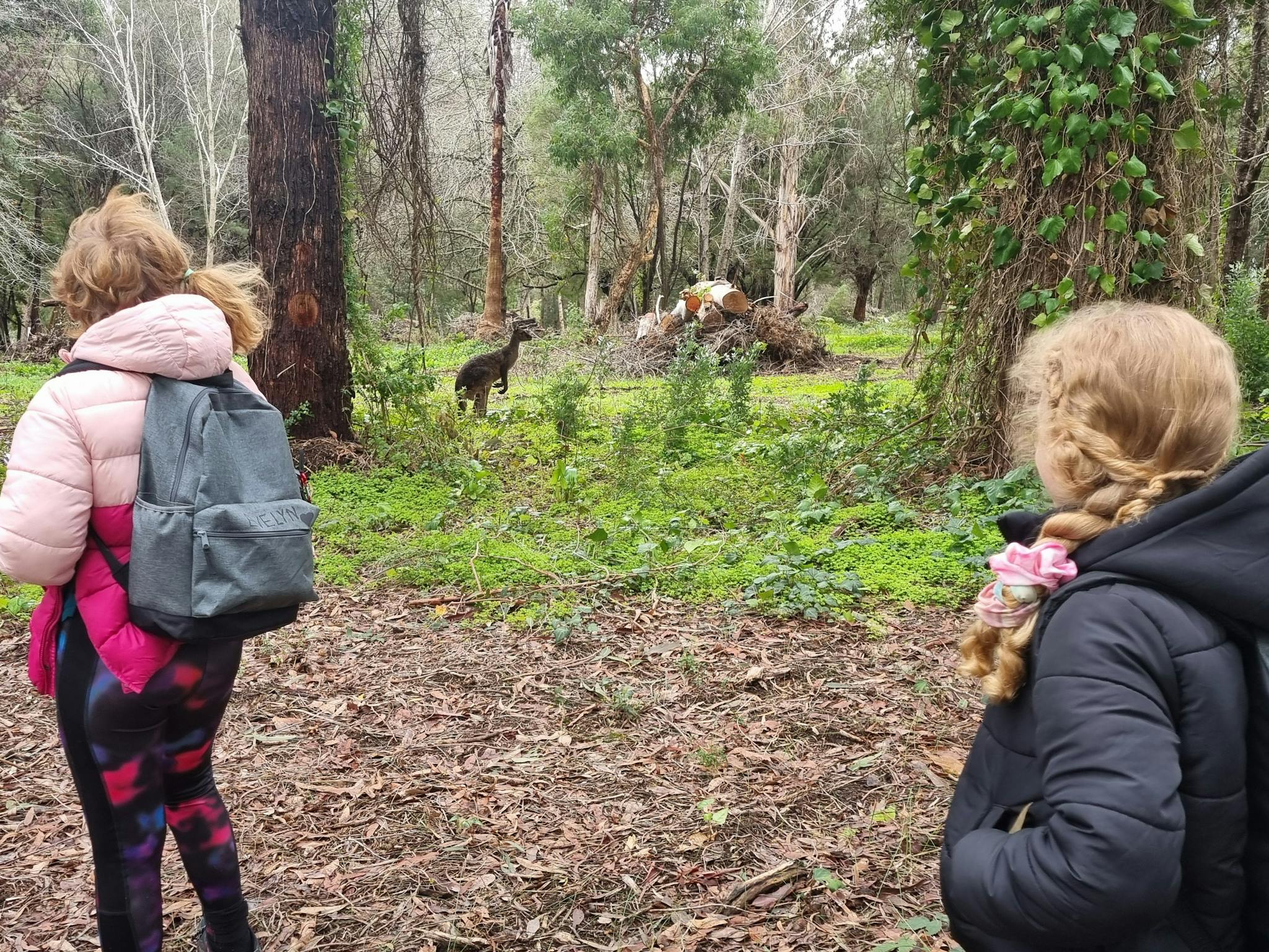 Observing local kangaroos on a nature walk in Pemberton