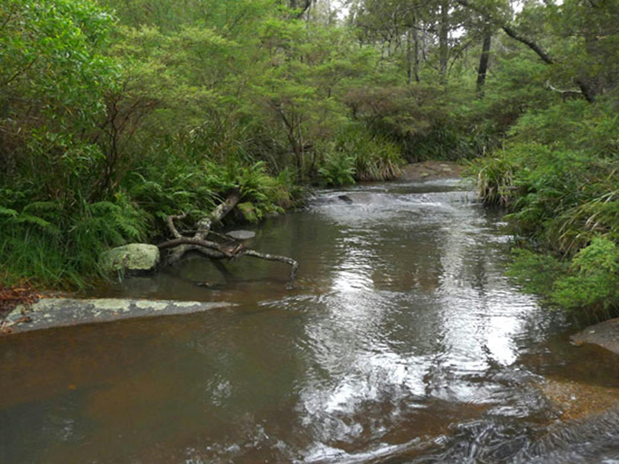 Campingplatz Chaelundi, Guy-Fawkes-River-Nationalpark. Foto: Regierung von New South Wales