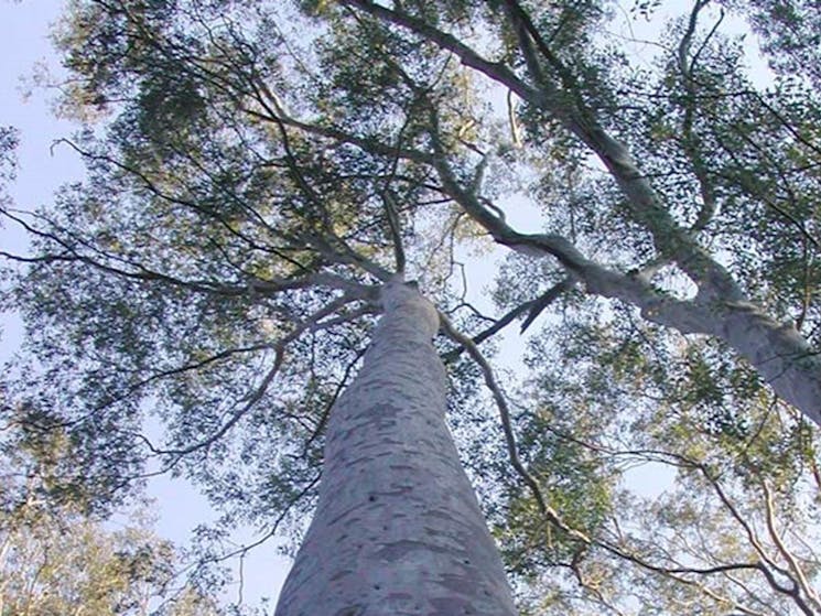 Spotted gum, Chaelundi National Park. Photo: A Harber/NSW Government