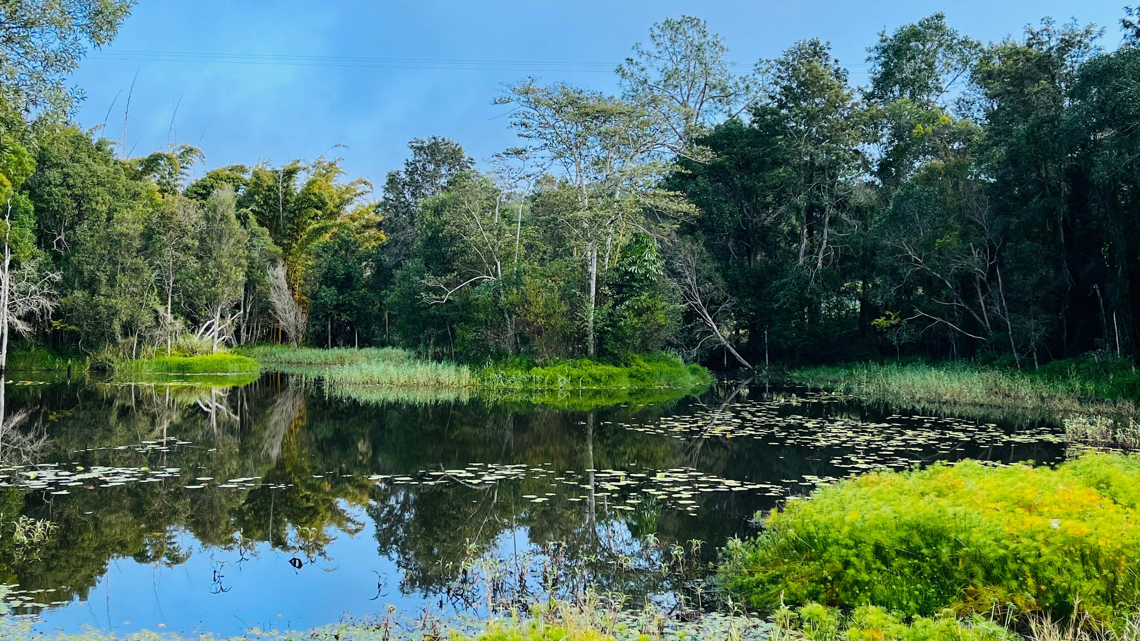 Chain of Ponds Campsite