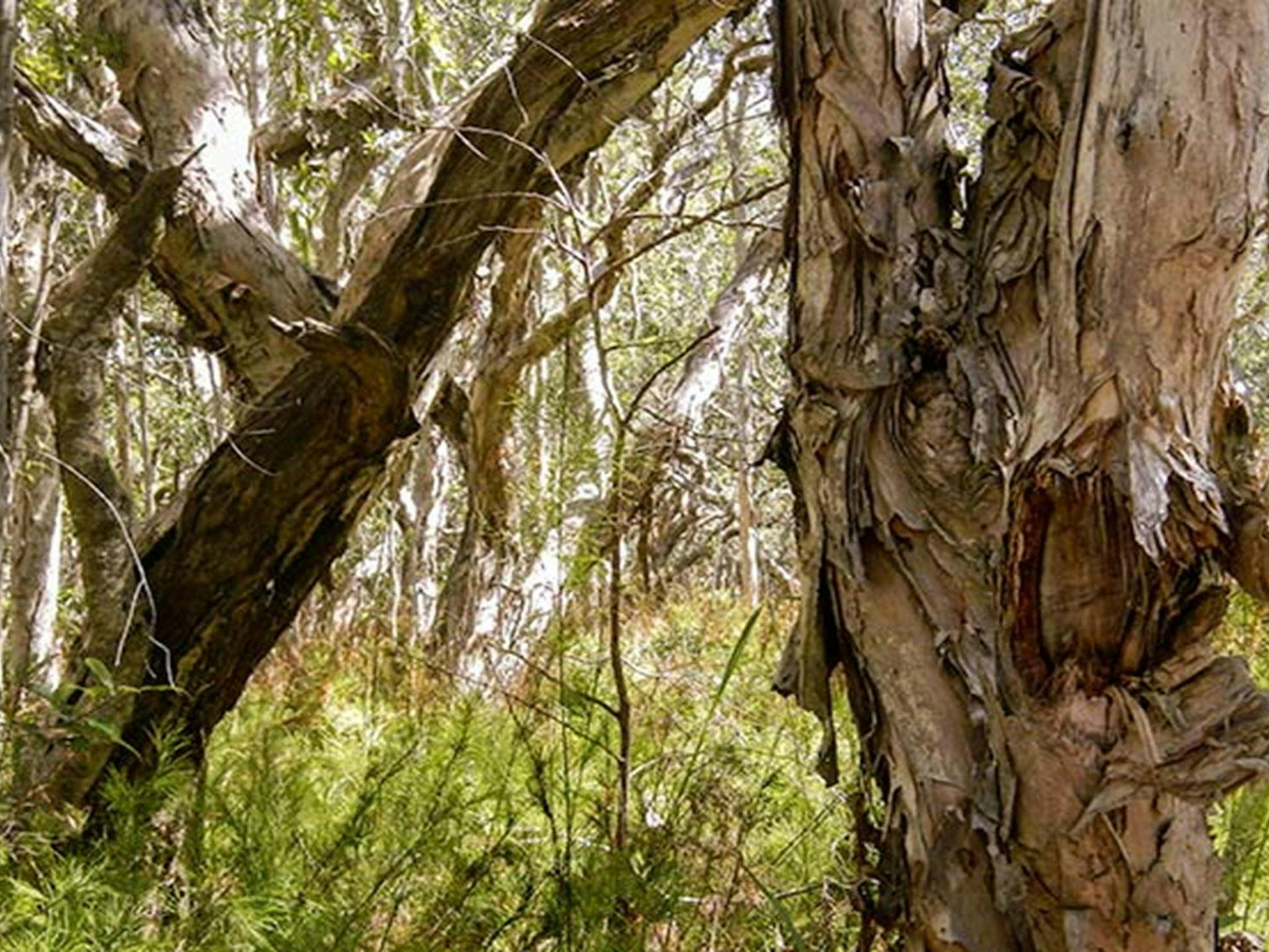 Cheesetree picnic area, Crowdy Bay National Park. Photo: Debby McGerty &copy; OEH