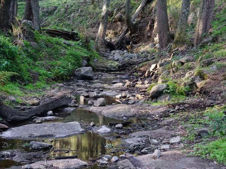 Down by the Creek.