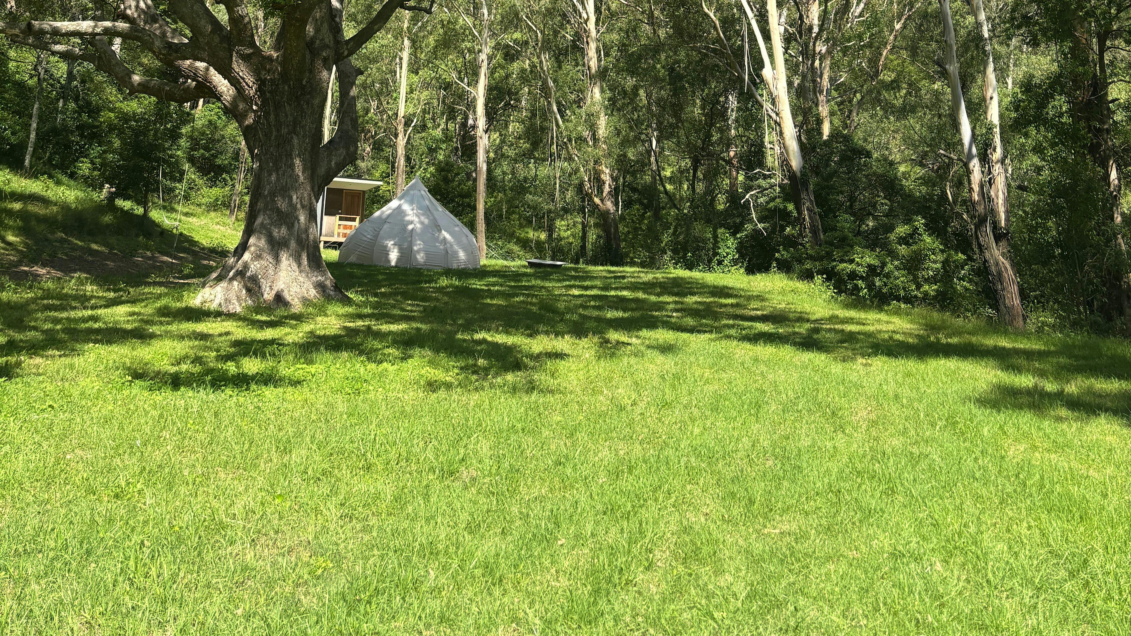 Glamping Around An Ancient Tree