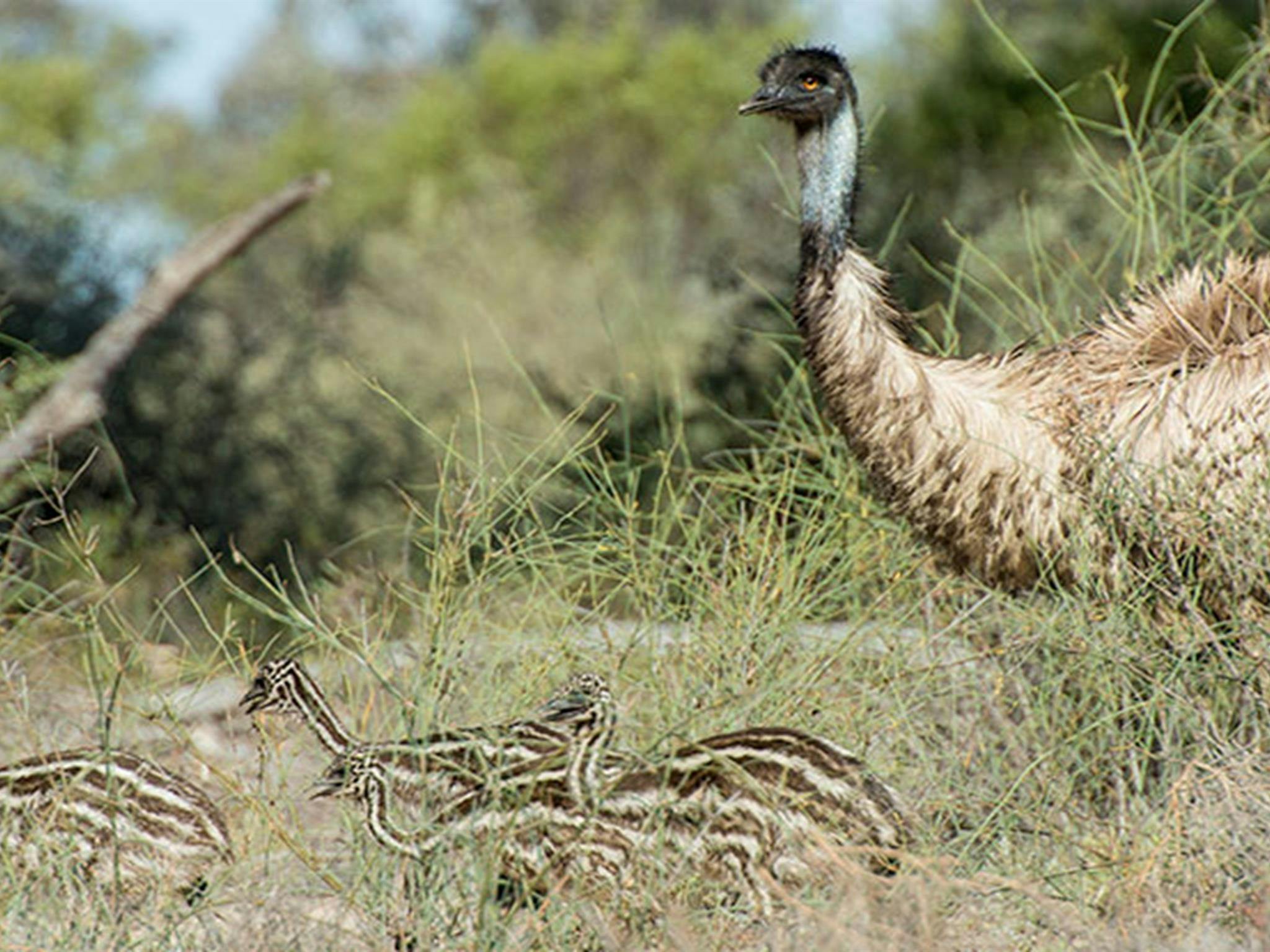Ein Emu mit Jungtier auf dem Campingplatz Coach and Horses im Paroo-Darling-Nationalpark. Foto: John Spencer
