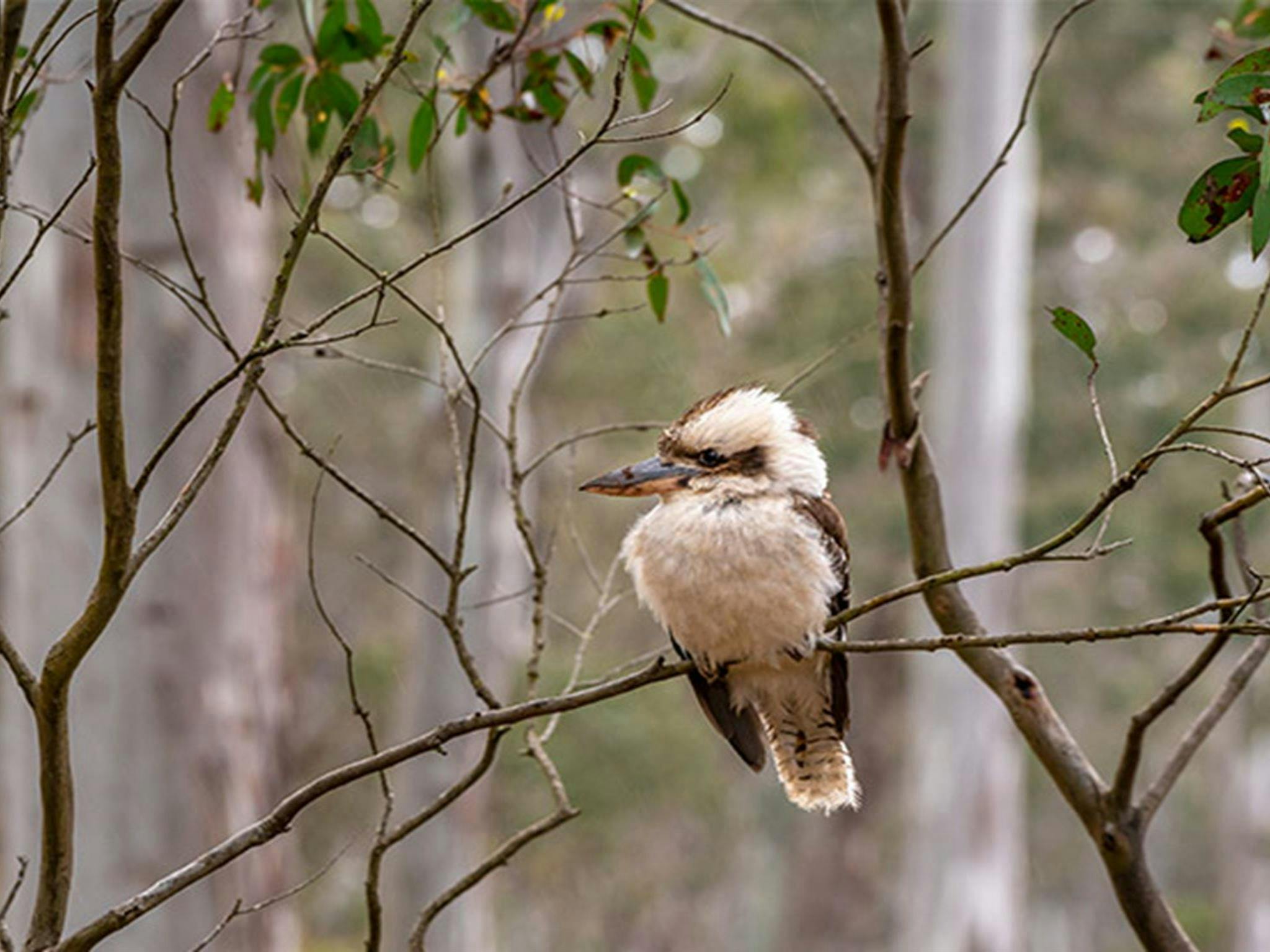 A kookaburra on a eucalypt branch in Barrington Tops National Park. Photo: John Spencer &copy; DPIE