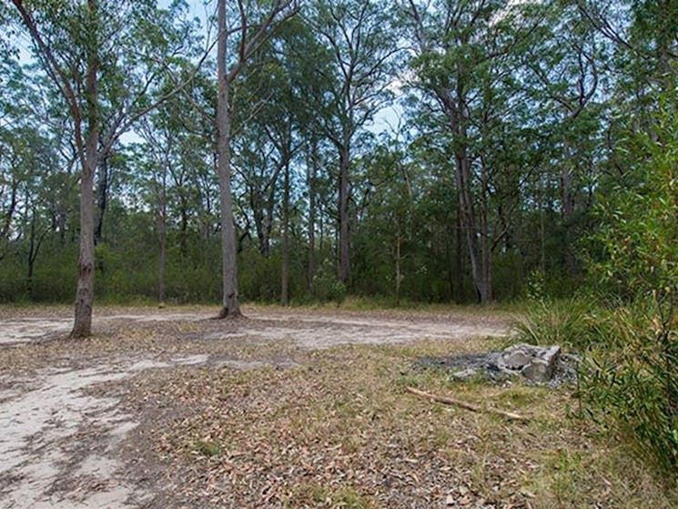 Cockatoo picnic area, Wallingat National Park. Photo: John Spencer