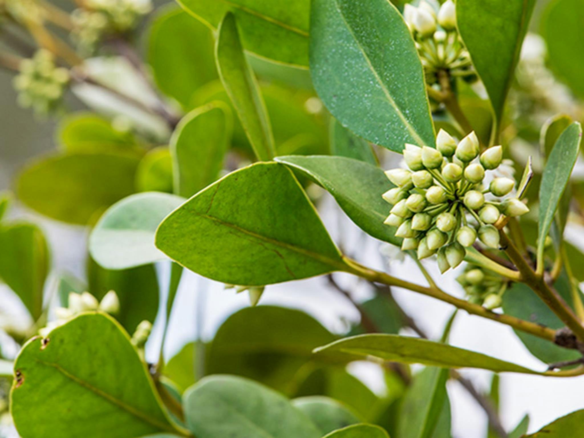 鳳頭鸚鵡野餐區，沃林加特國家公園。照片：約翰·史賓塞