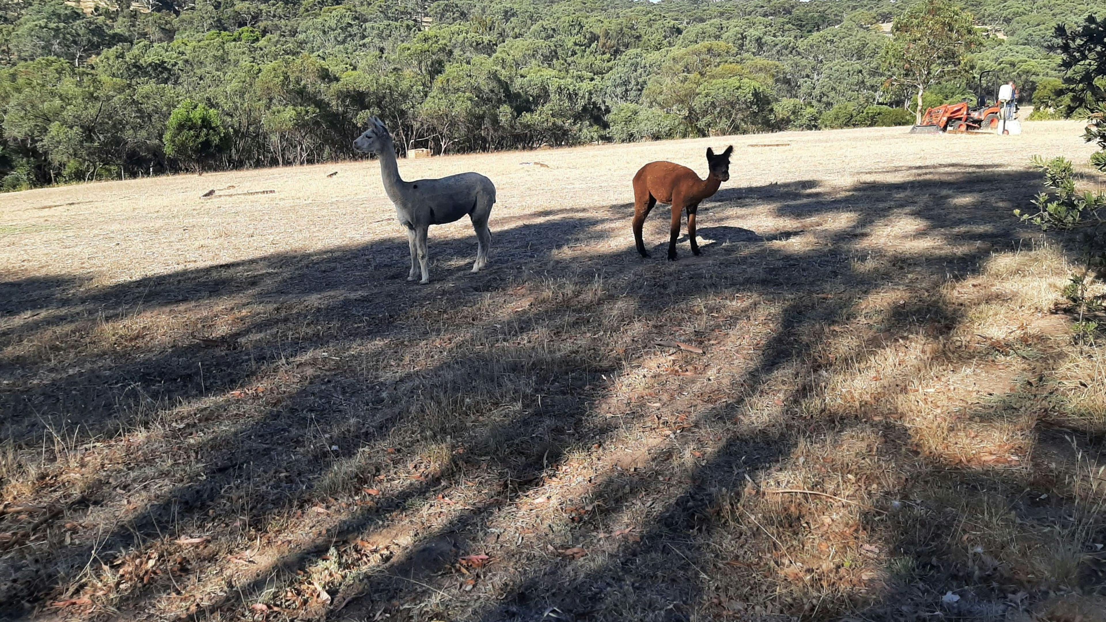 Cockatoo Valley Tiny Vacations