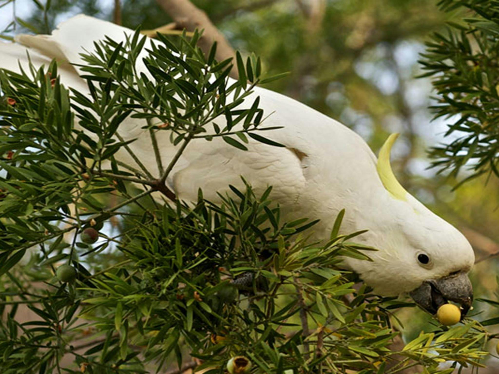 Sulfur crested cockatoo. Photo: Stuart Cohen &copy; DPIE