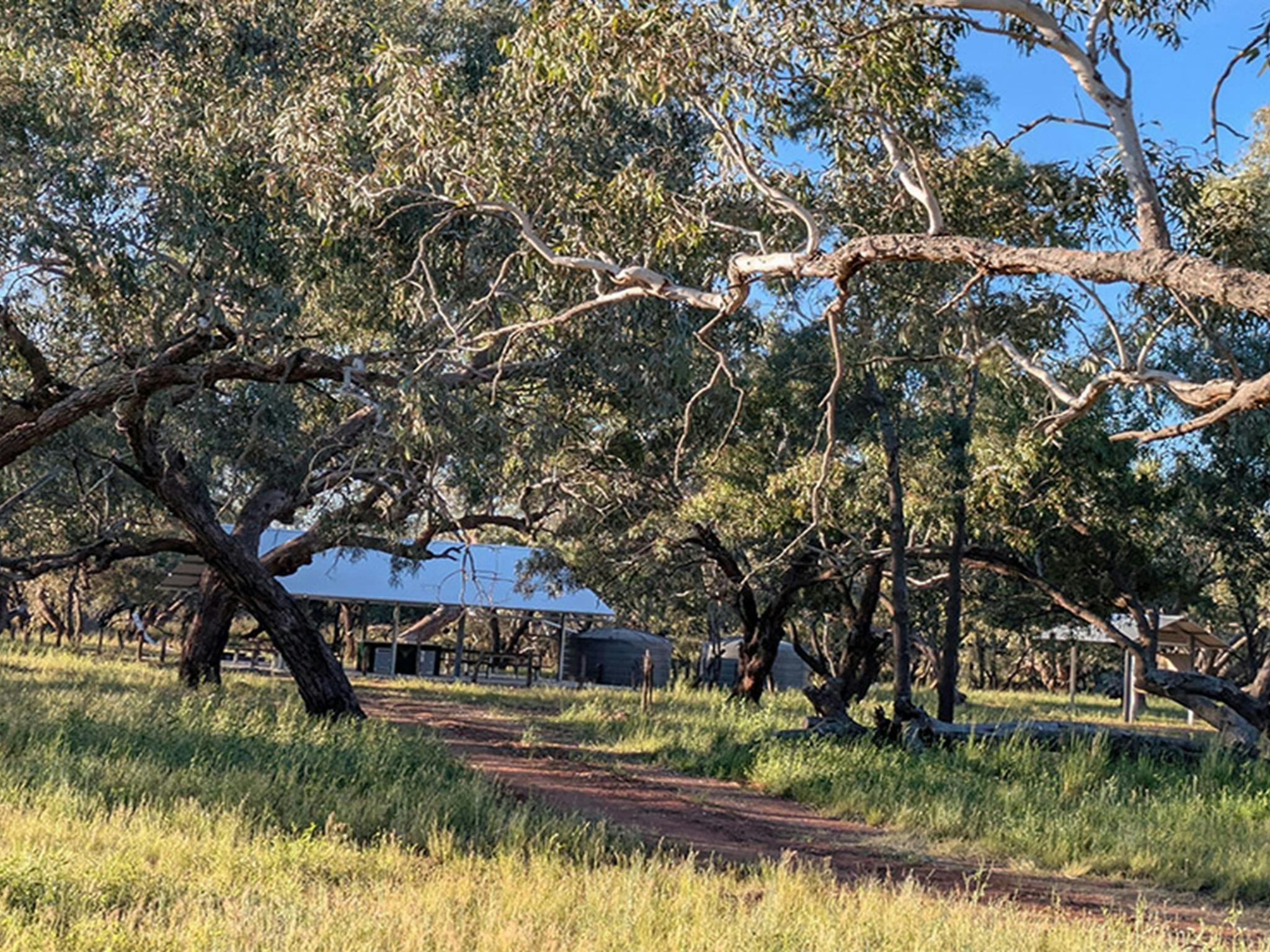 Distant view of the communal barbecue shelter through the trees at Comeroo campground. Credit: