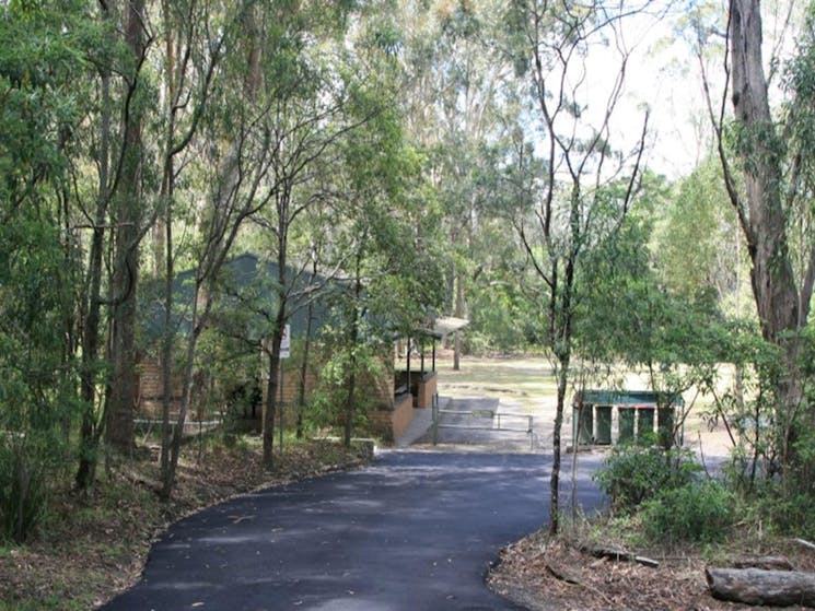 The road to Commandment Rock picnic area in Lane Cove National Park. Photo: Nathan Askey-Doran
