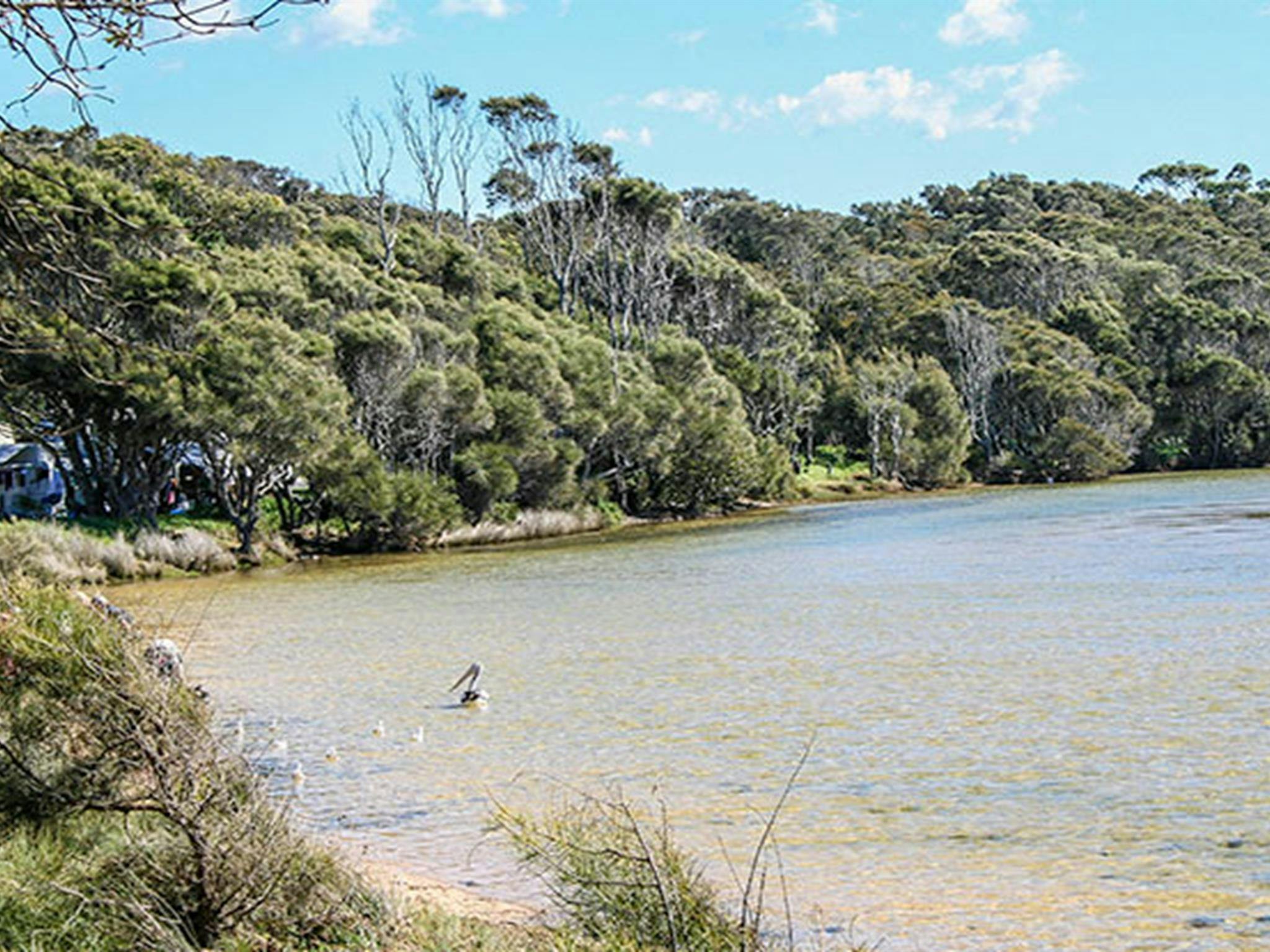 Coastline and pelicans at Congo campground in Eurobodalla National Park. Photo: Christina