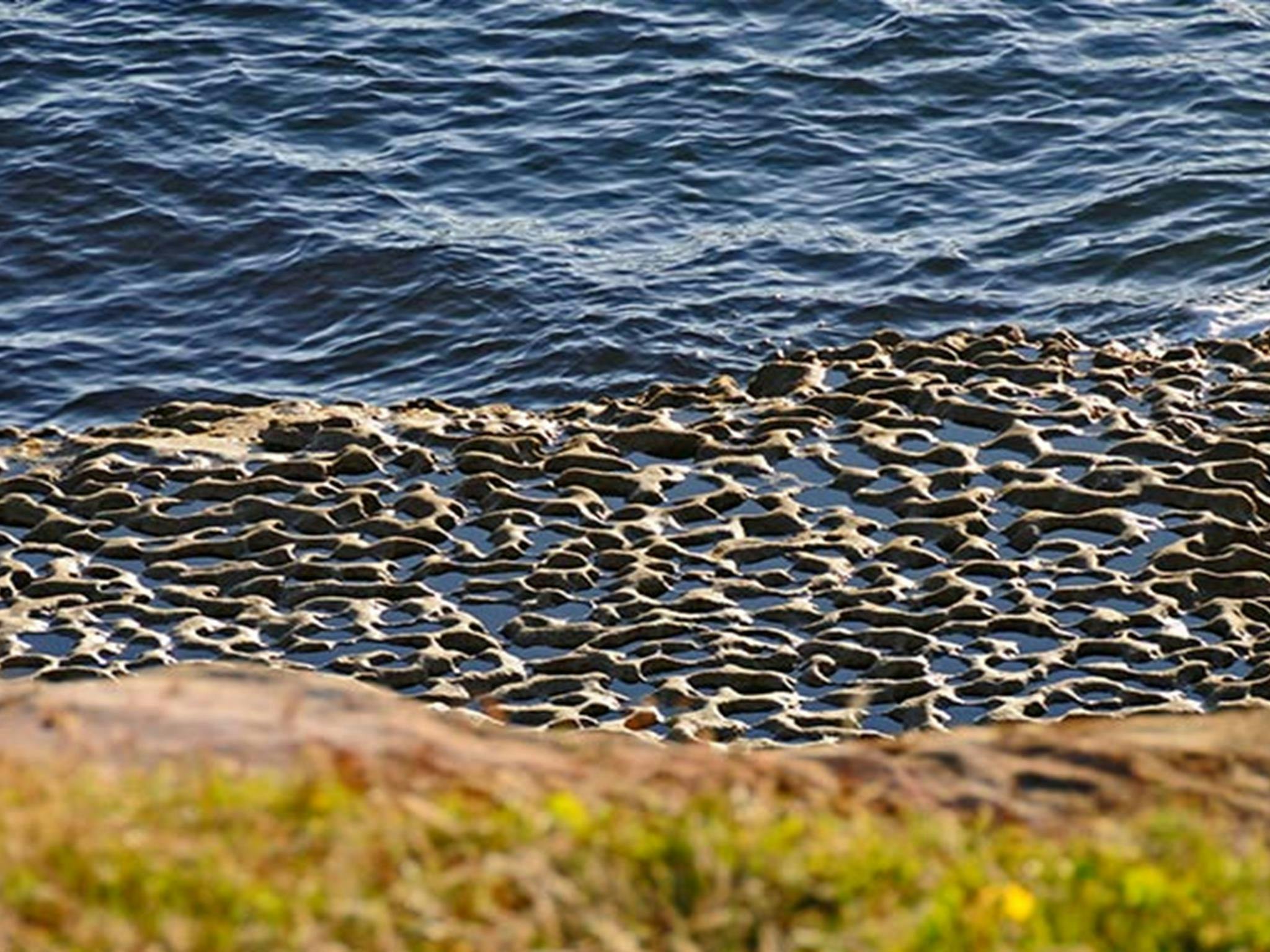 水邊的岩石平台。照片：Kevin McGrath/OEH。