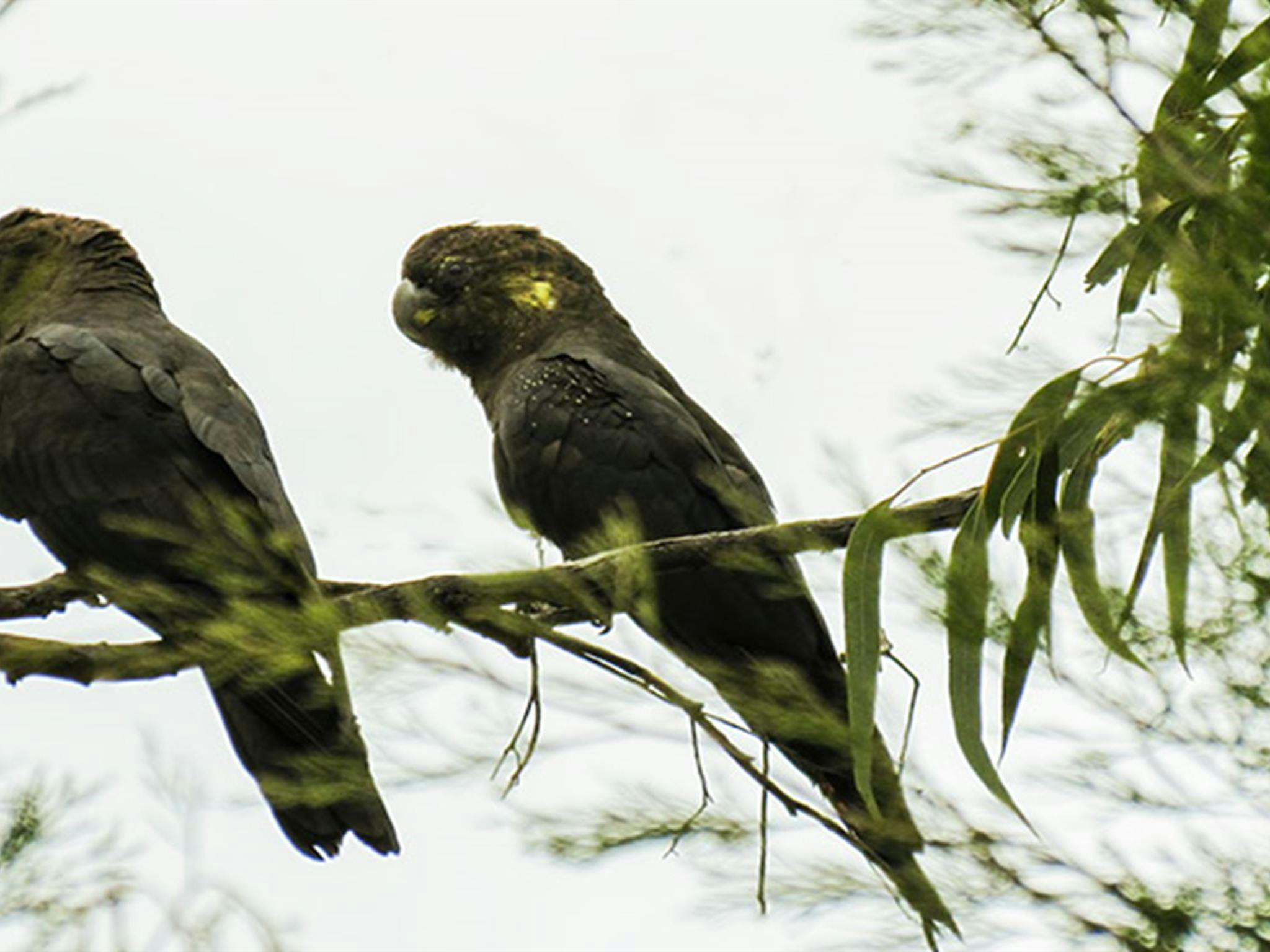 cockatoos, Conimbla National Park. Photo: M Cooper/NSW Government