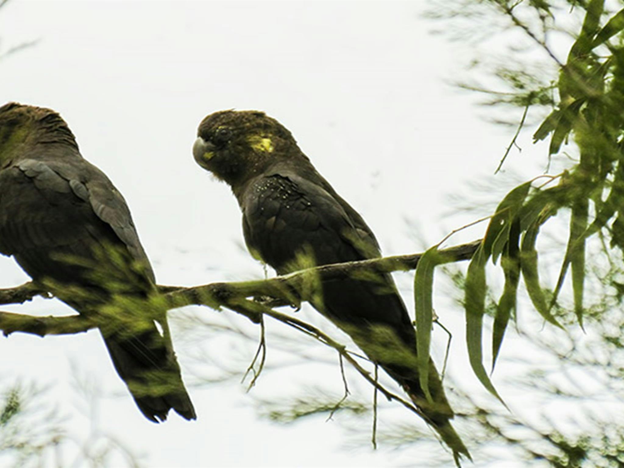科尼姆布拉國家公園的鳳頭鸚鵡。照片：M Cooper/新南威爾斯州政府