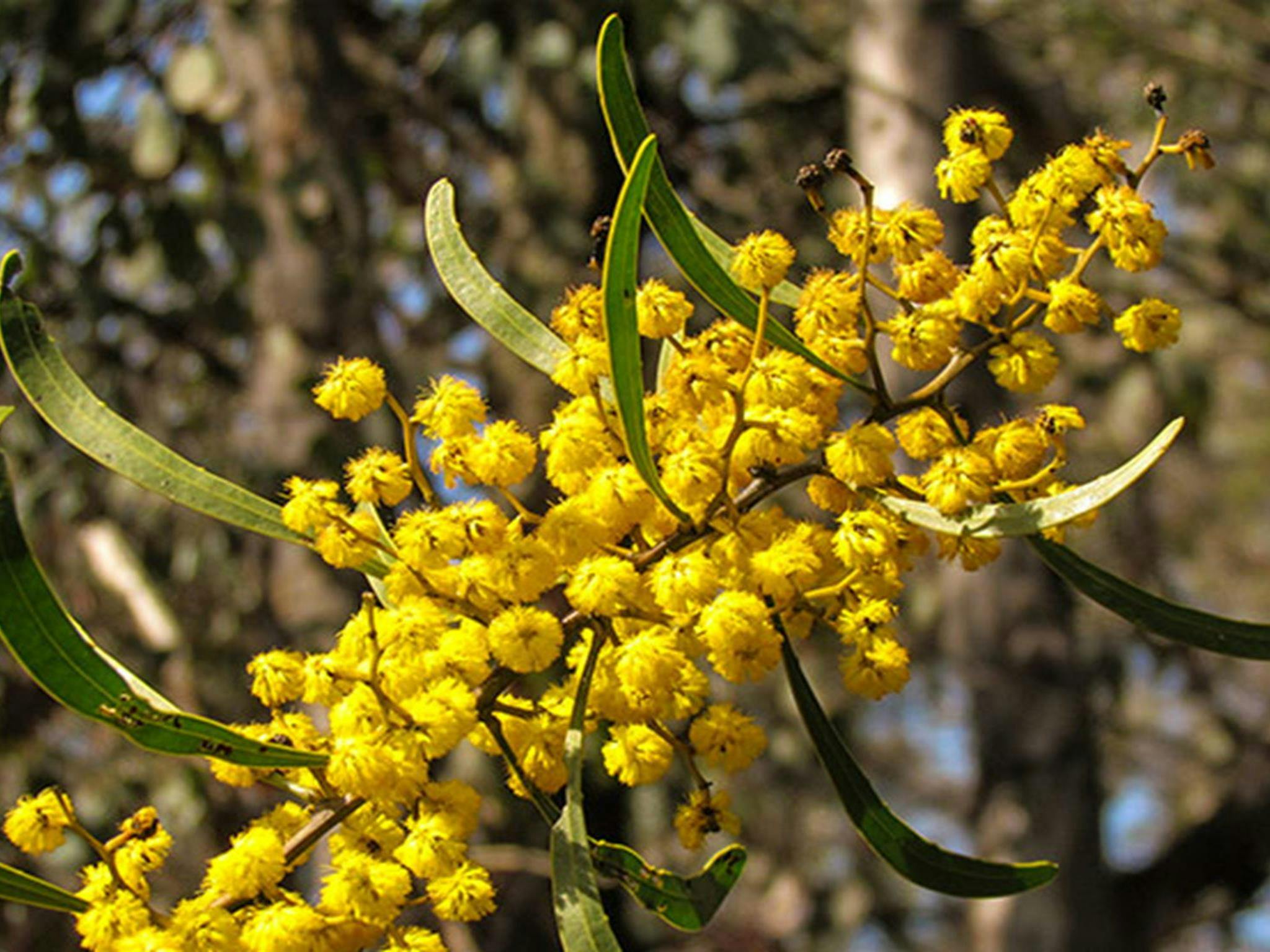 Ironbark walking track, Conimbla National Park. Photo: M Cooper/NSW Government