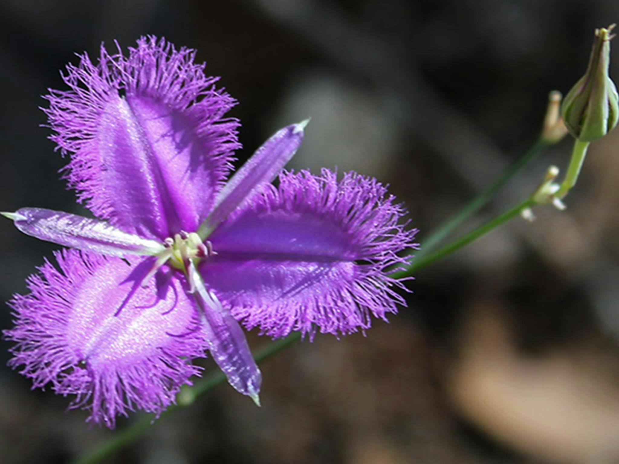wildflowers, Ironbark walking track, Conimbla National Park. Photo: Claire Davis/NSW Government