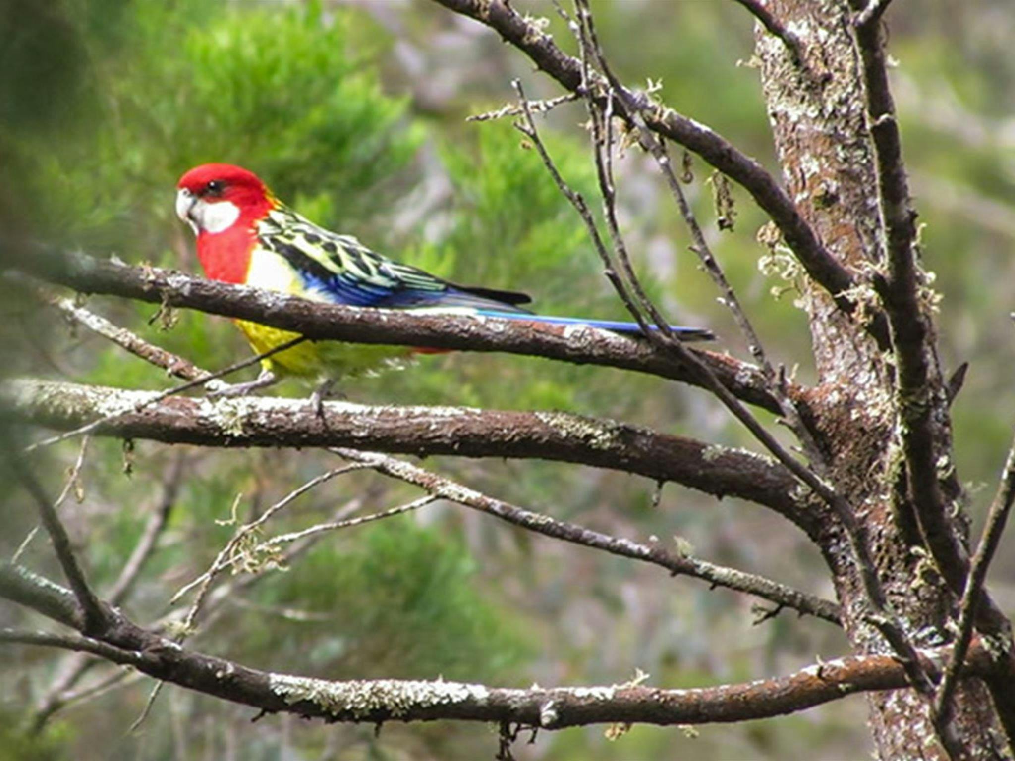Conimbla National Park. Photo: NSW Government