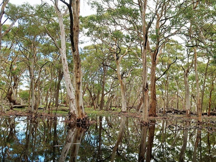 Gum trees in and surrounding a still pond in Coolah Tops National Park. Photo: Nicola Brookhouse