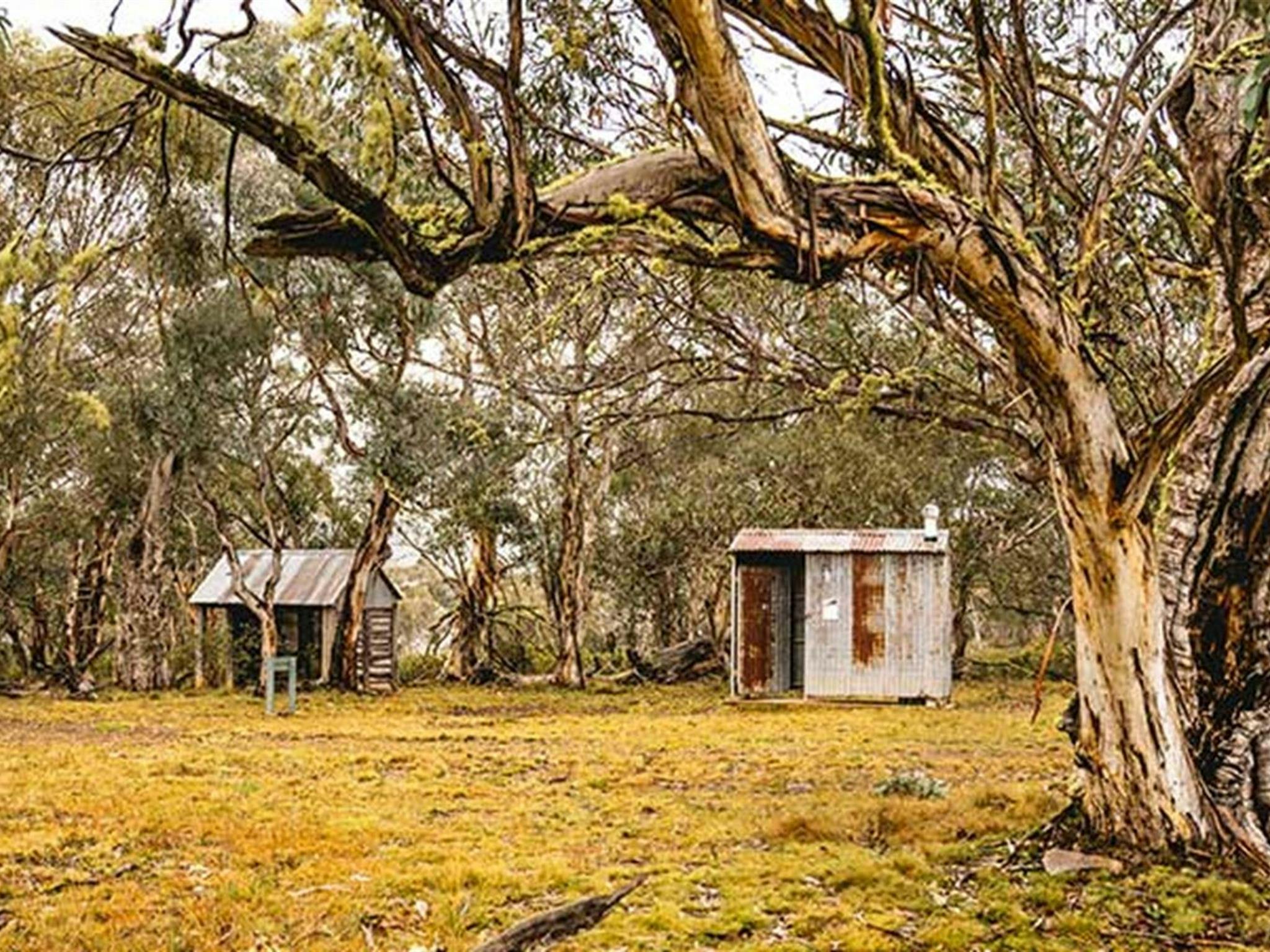 スノーガムの森、クーラミンホームステッド、コジオスコ国立公園にあるスズの小屋。写真：ロバート