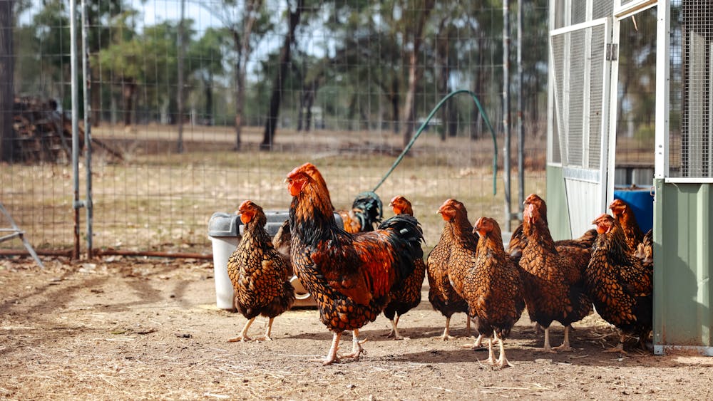 Coothara Farm