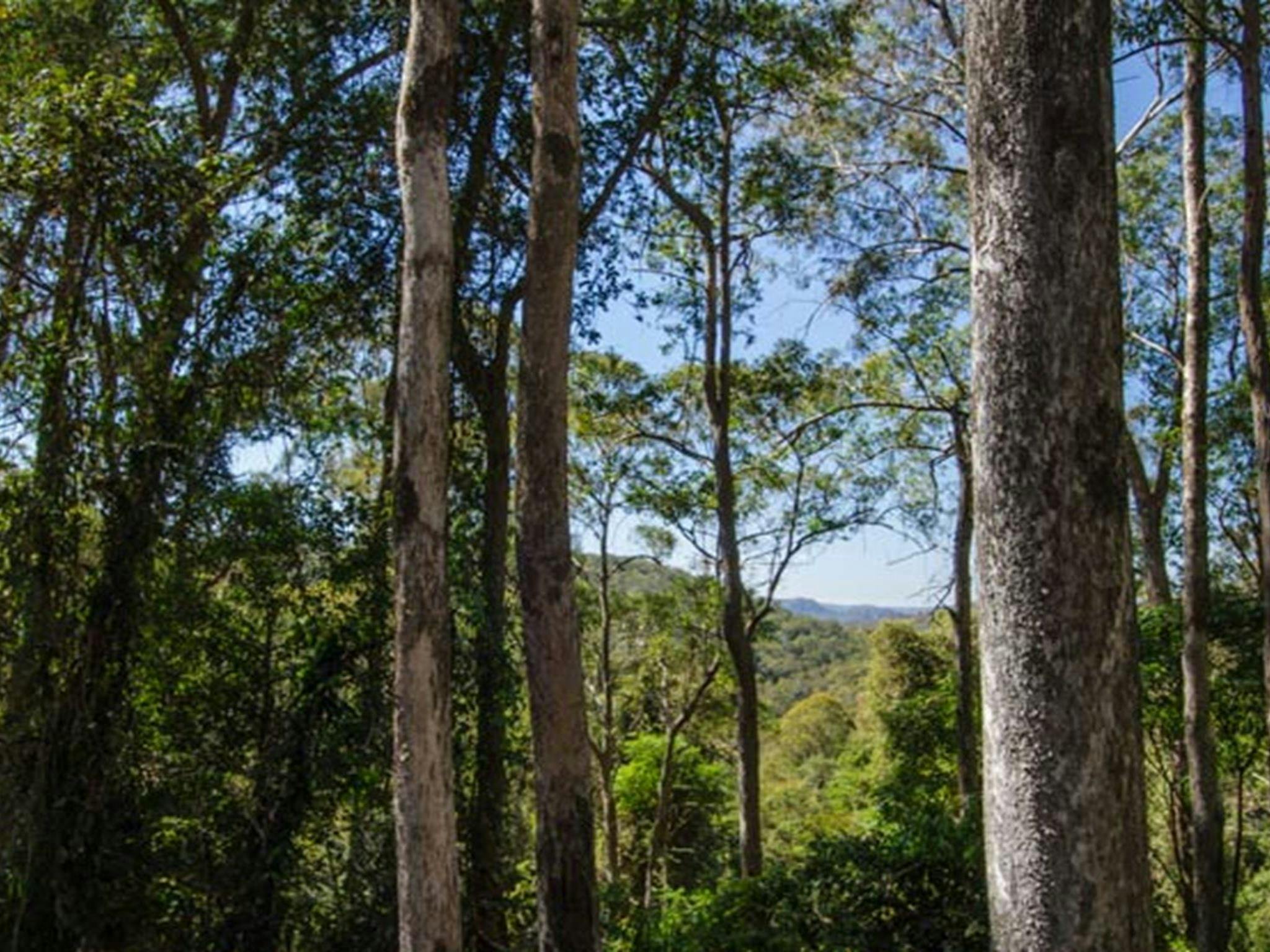 Basin Loop walking track, Copeland Tops State Conservation Area. Photo: John Spencer &copy; DPIE