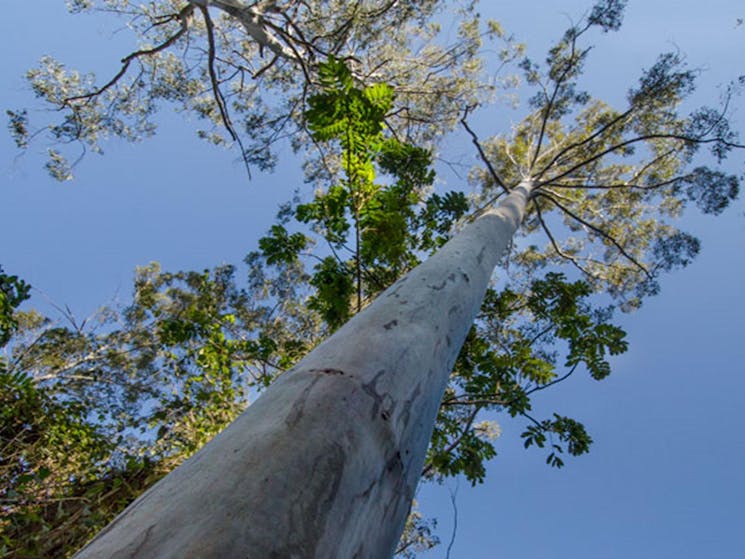 Basin Loop walking track, Copeland Tops State Conservation Area. Photo: John Spencer &copy; DPIE