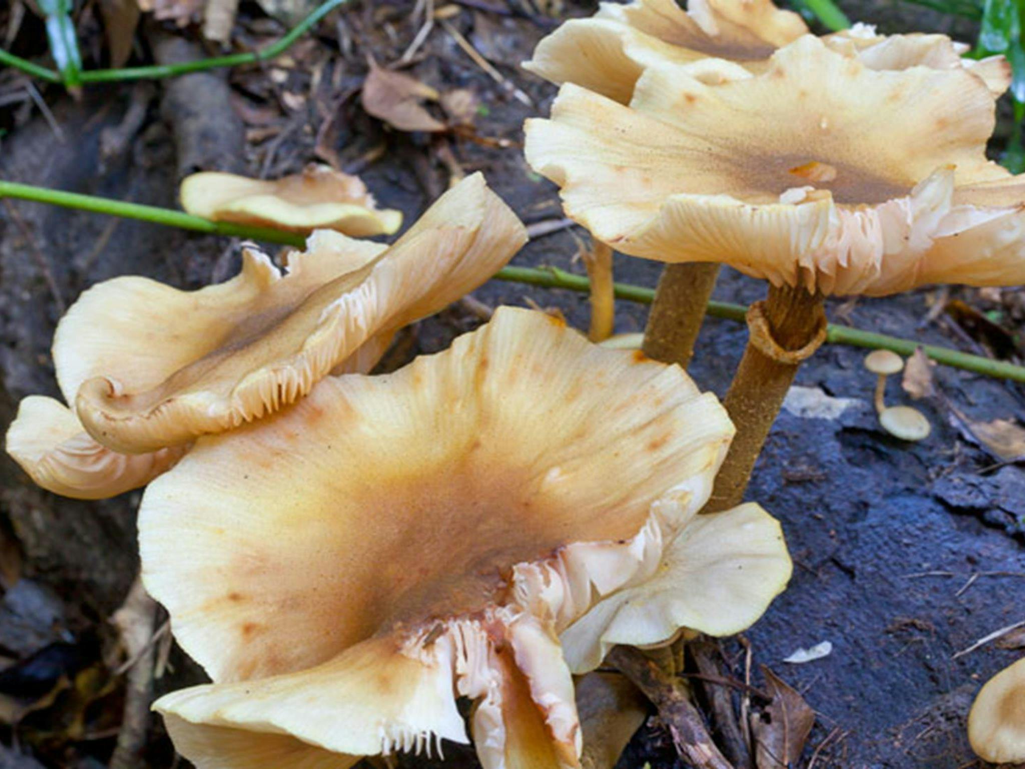 Coramba Nature Reserve