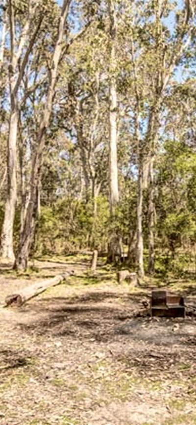 Corree campground, Brindabella National Park. Photo: Murray van der Veer/NSW Government