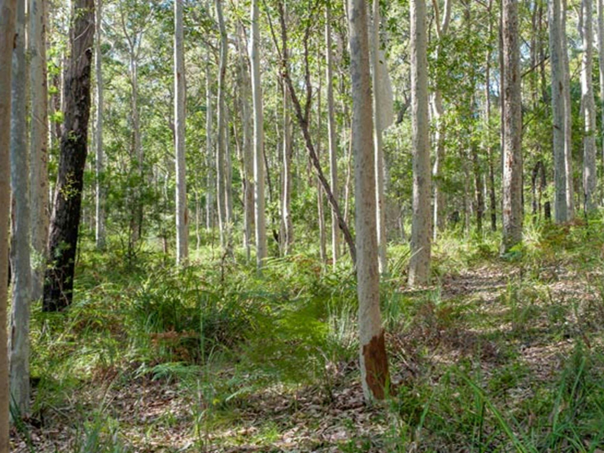 Bushland along Anabranch loop track in Corramy Regional Park. Photo: Michael van Ewijk &copy; DPIE