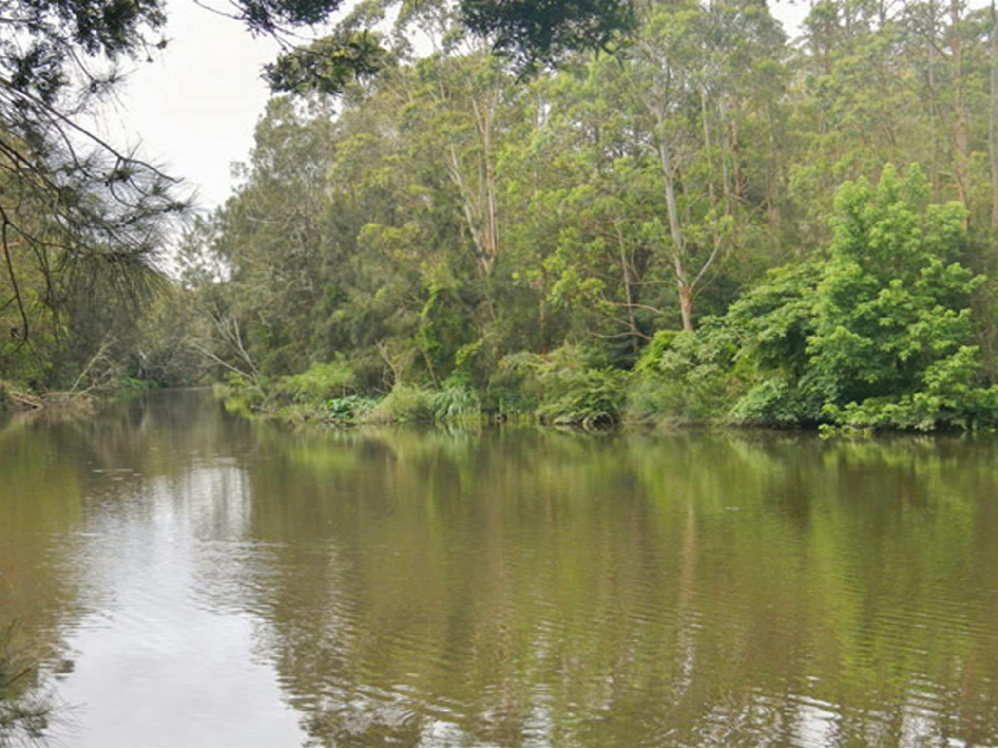 Cottonwood Glen picnic area, Lane Cove National Park. Photo: Debbie McGerty &copy; OEH
