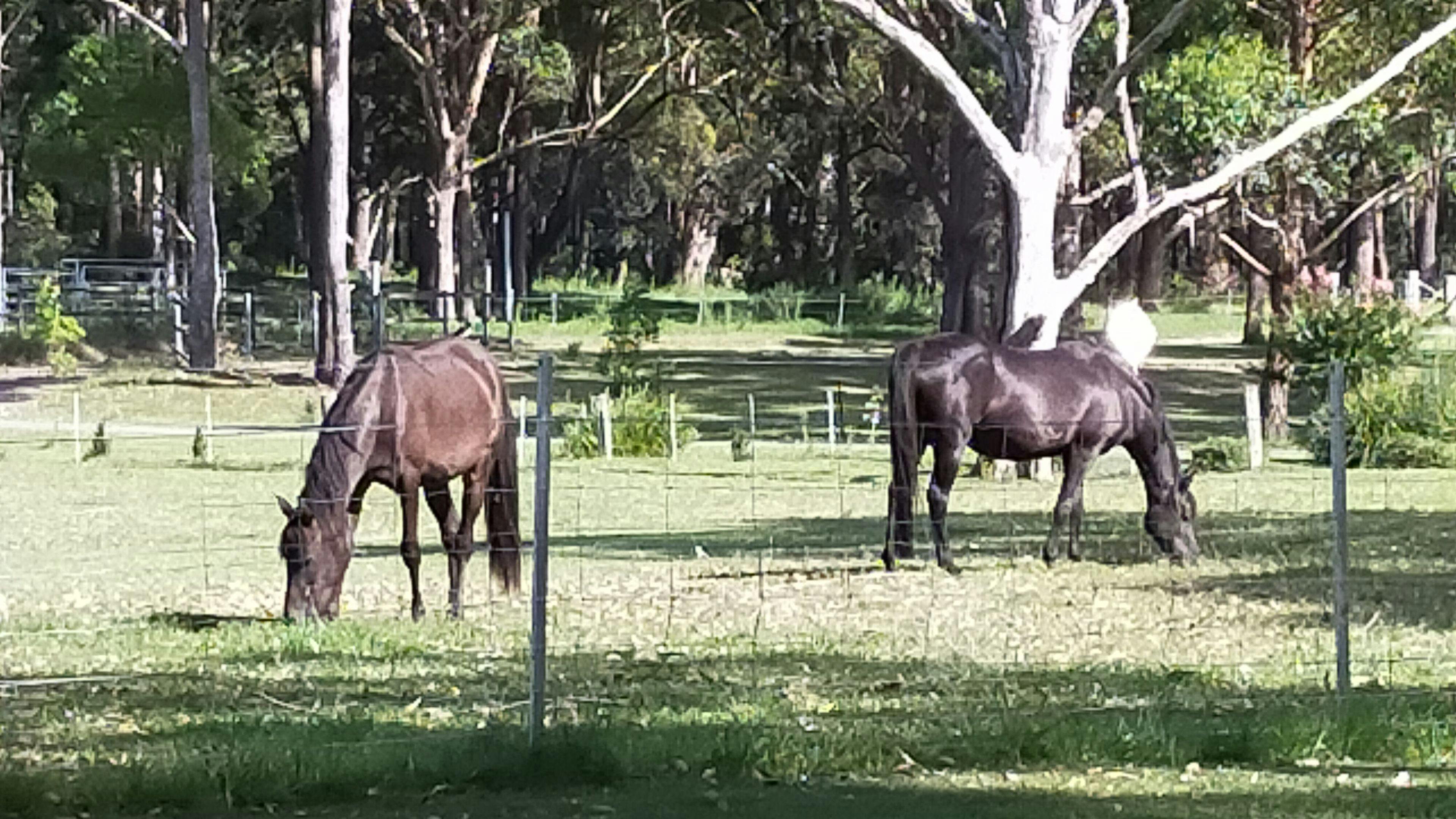 Country Camping on the Coast