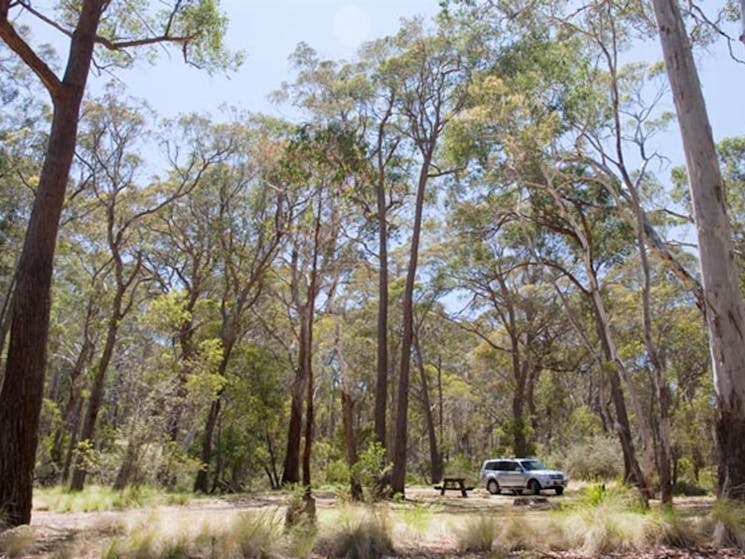 Coxs Creek campground, Coolah Tops National Park. Photo: Nick Cubbins/NSW Government