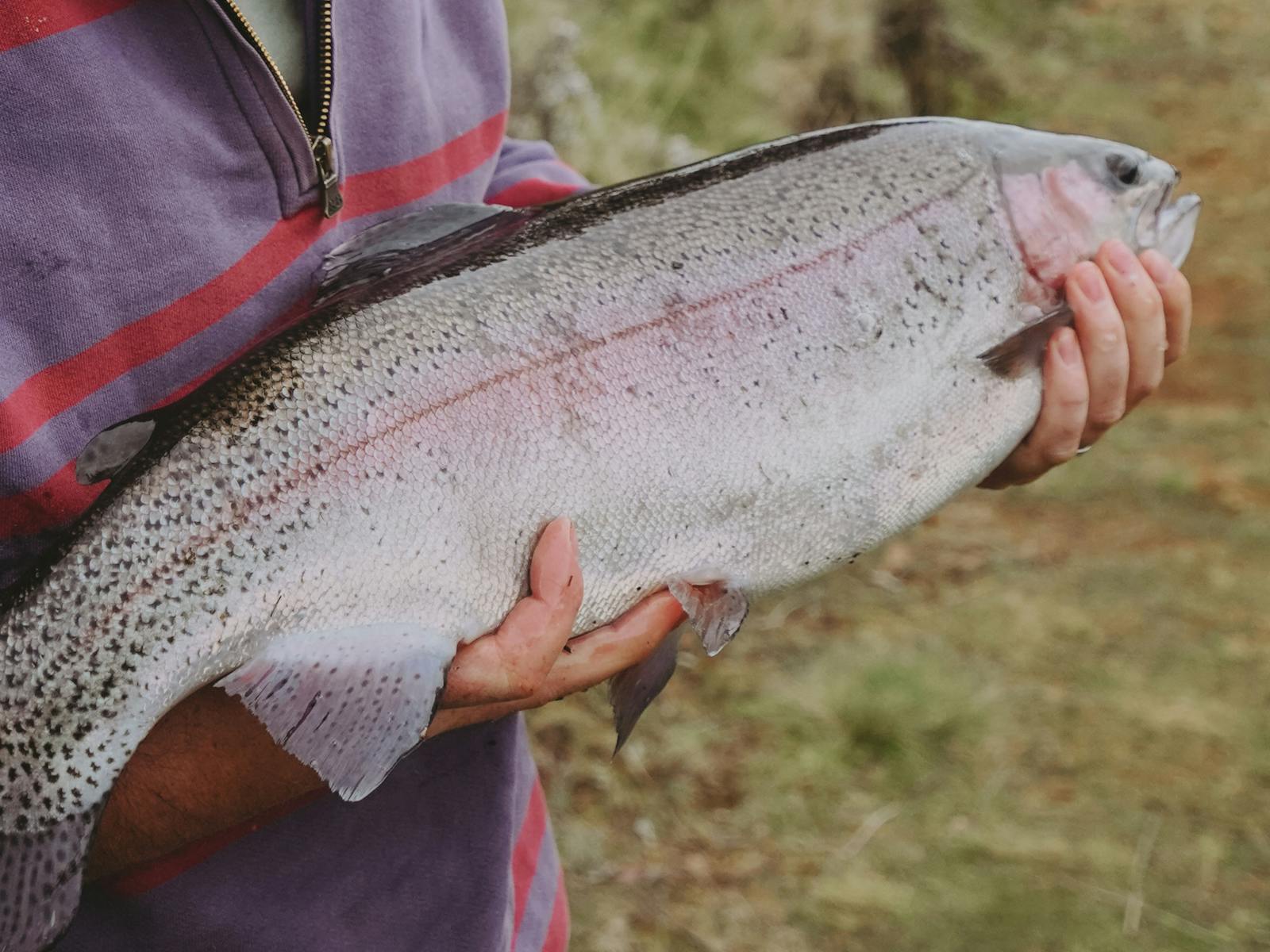 Cradle Mountain Fishery and Camping