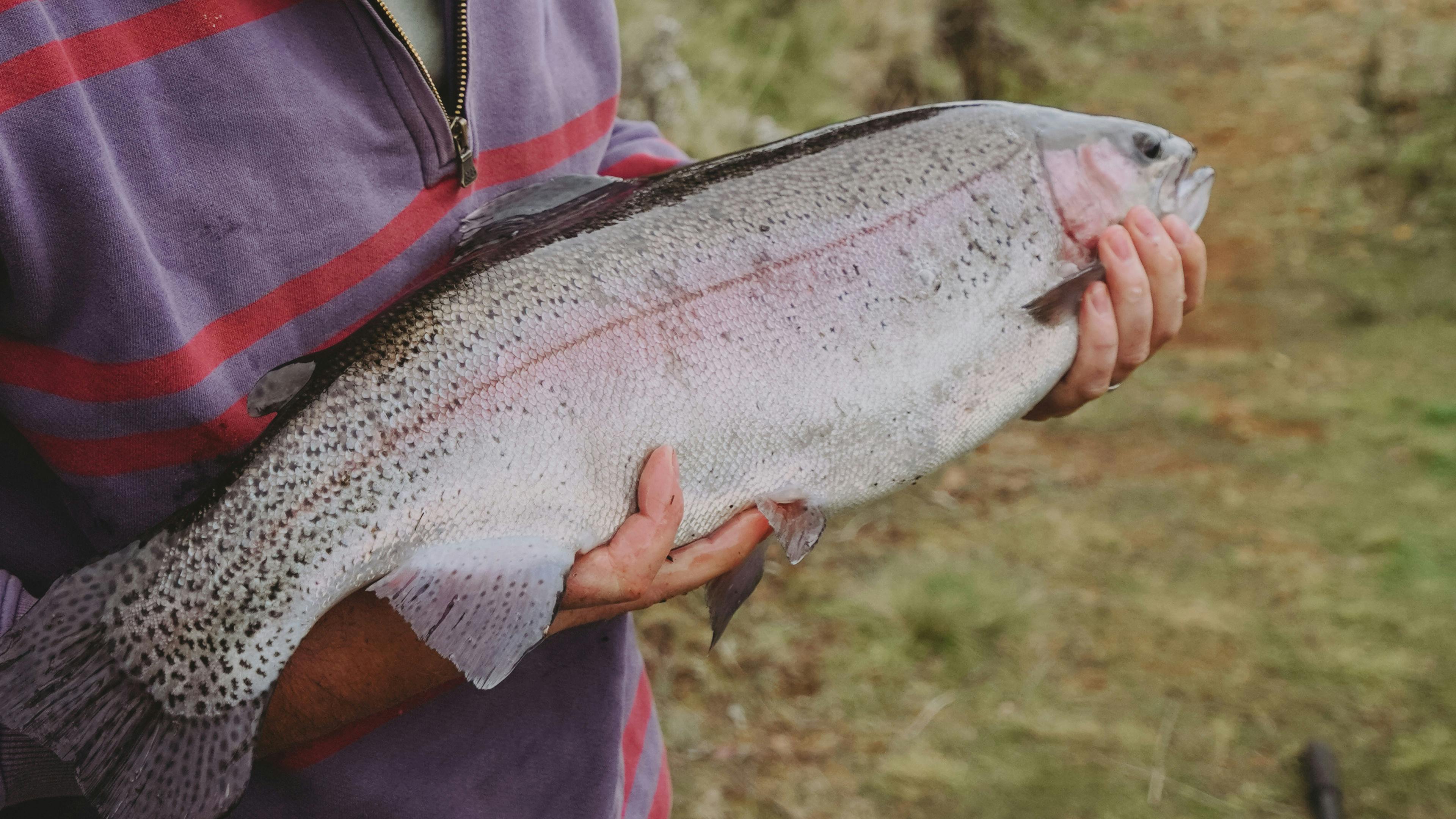 Cradle Mountain Fishery and Camping
