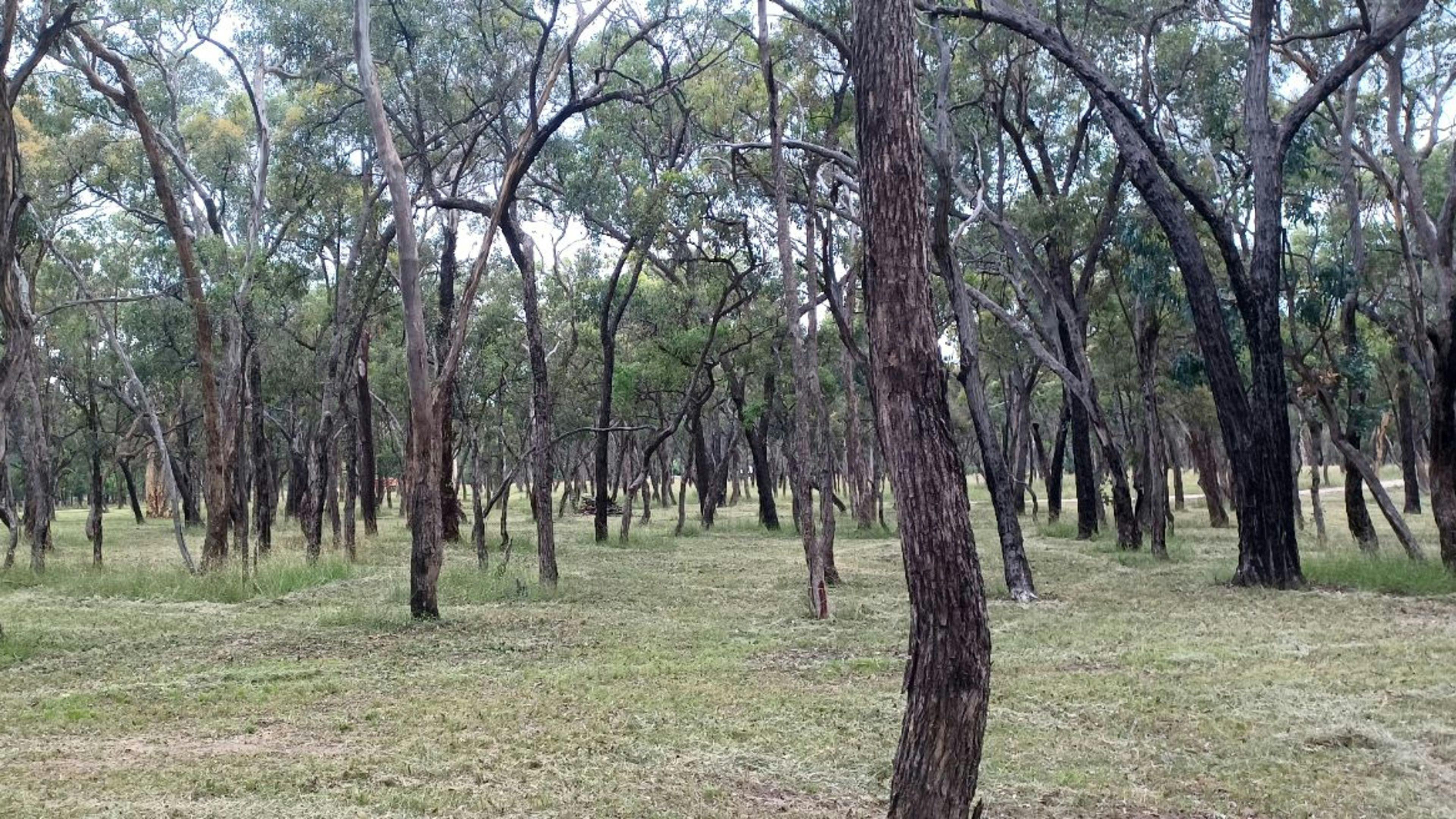 Crazy Critters Sanctuary