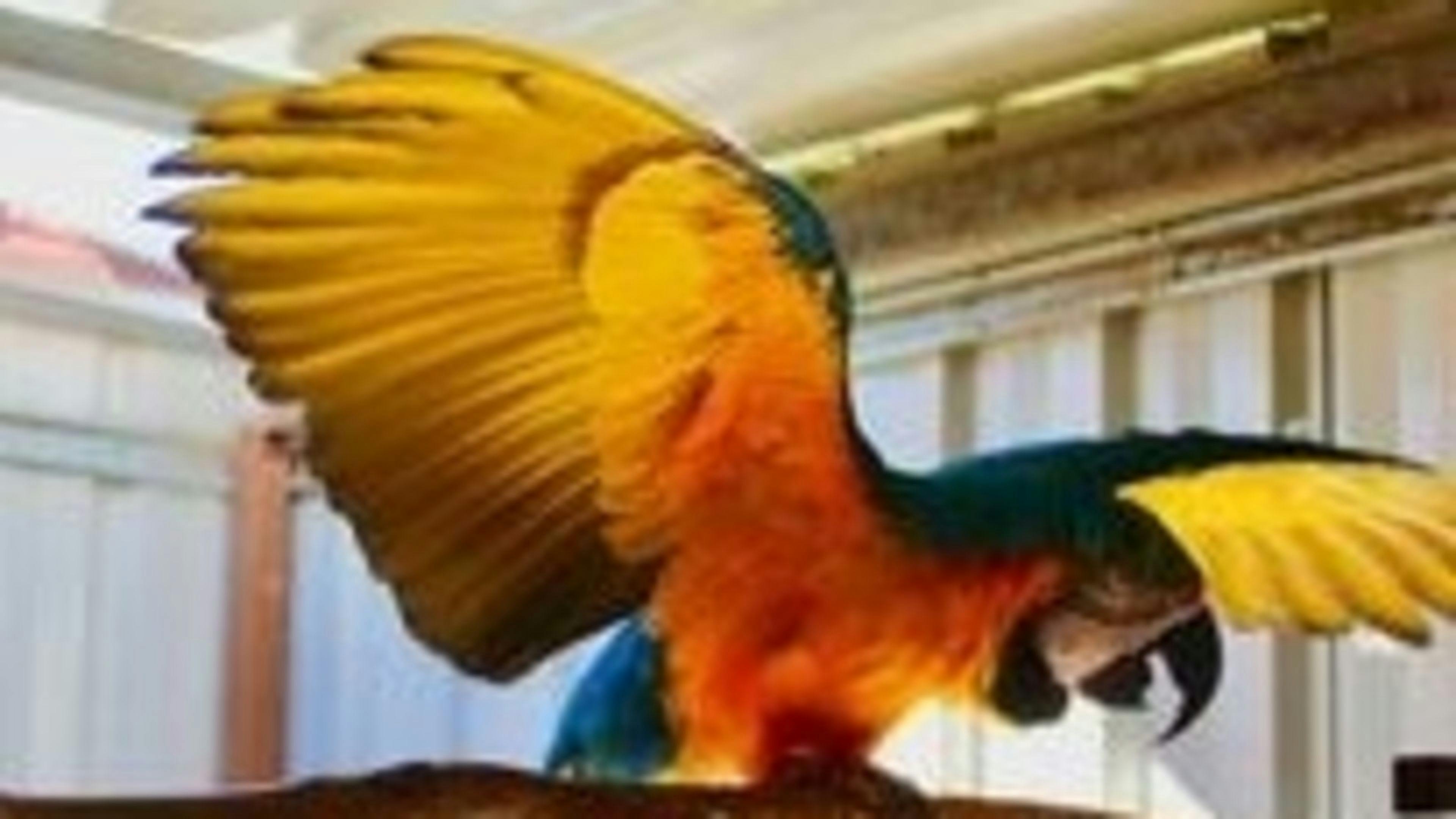 Crazy Critters Sanctuary