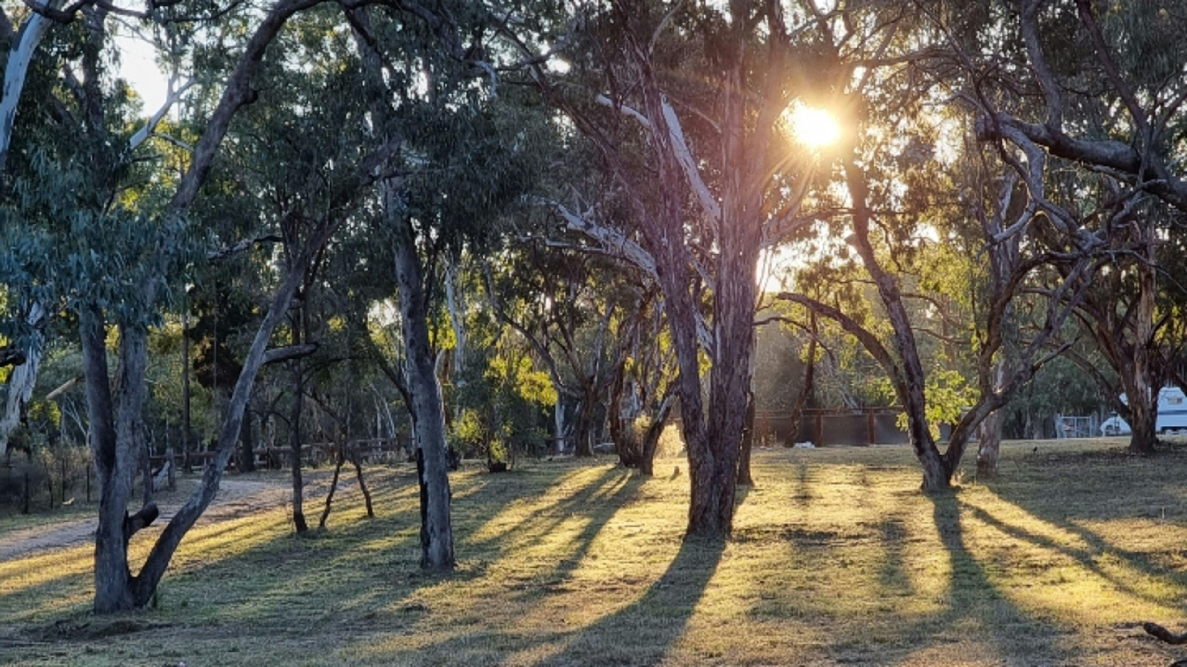 Crazy Critters Sanctuary