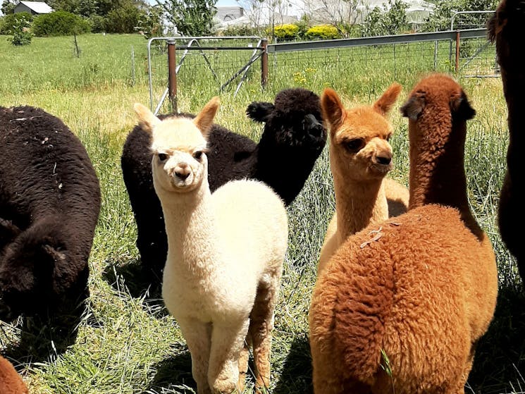 Meet and hand feed our friendly alpacas Lightning, Sugar, Carrots, Bambi, Peanut and friends :).