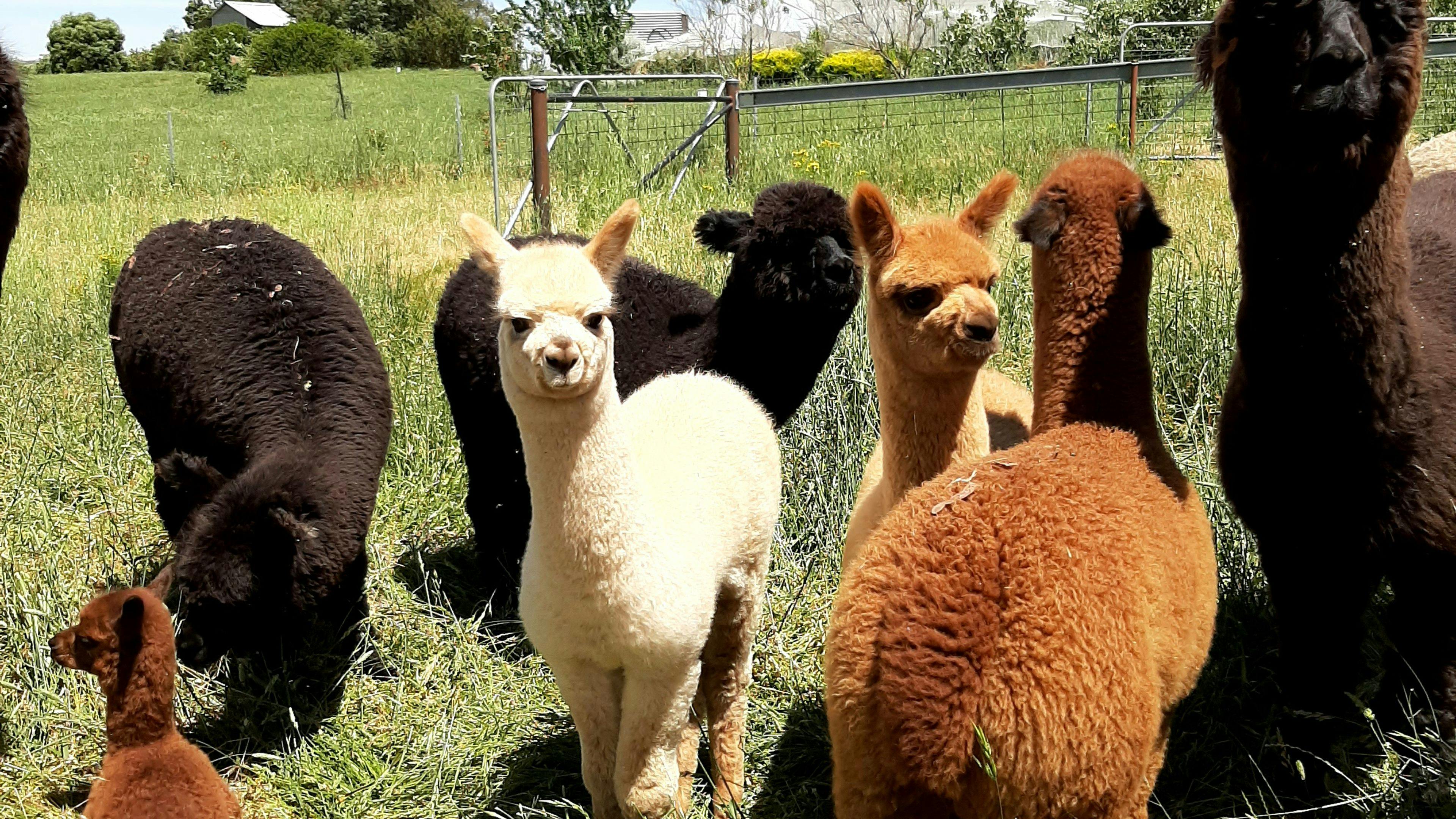 Meet and hand feed our friendly alpacas Lightning, Sugar, Carrots, Bambi, Peanut and friends :).