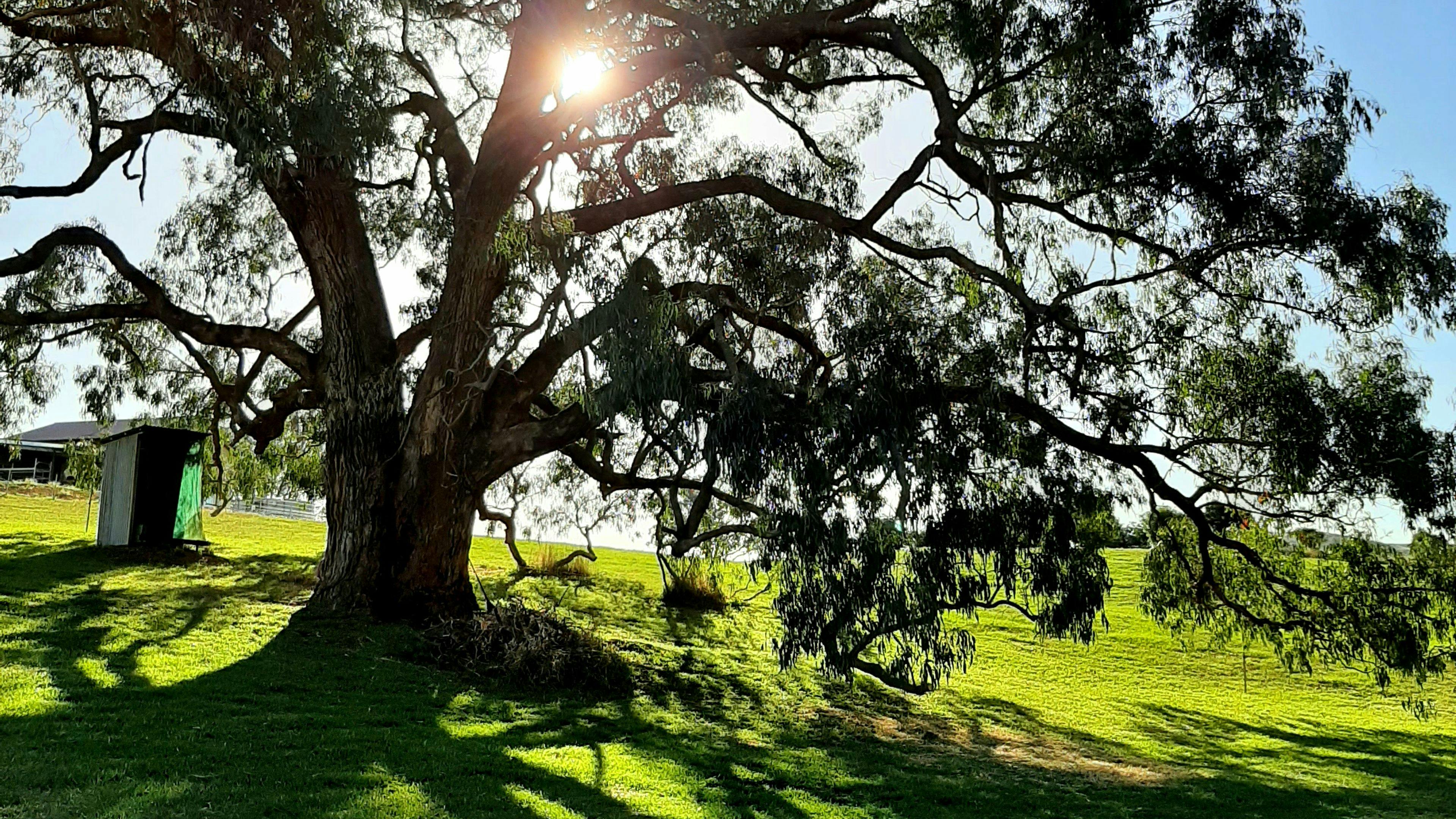 Magnificent old apple box tree right next to creek campsite option. See "Loo with a view" in the back.