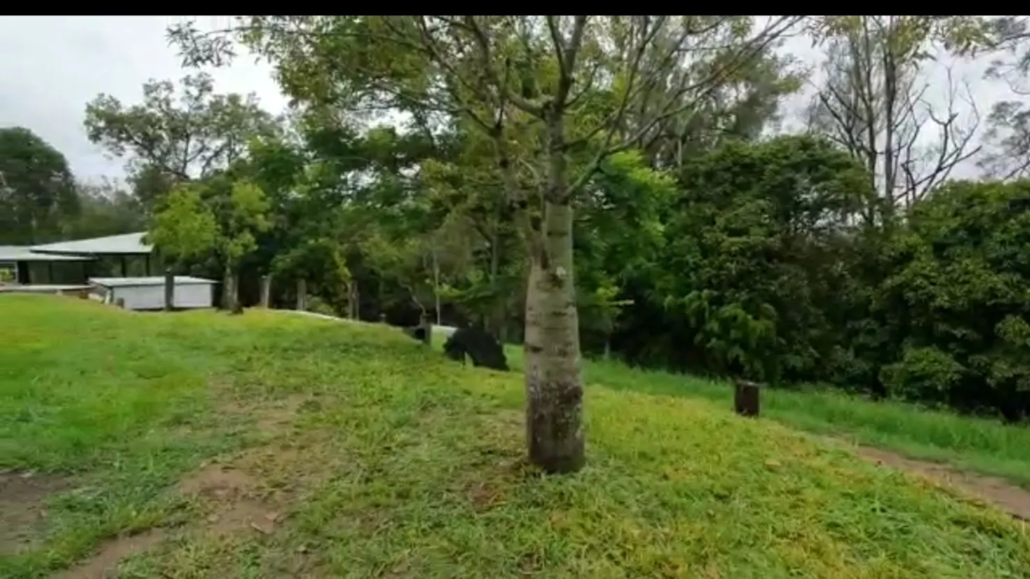Creek and Tree Bliss