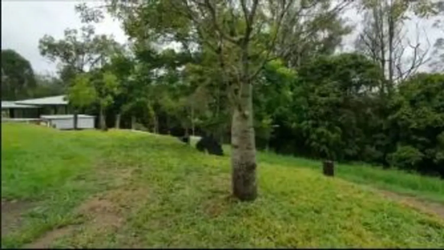 Creek and Tree Bliss