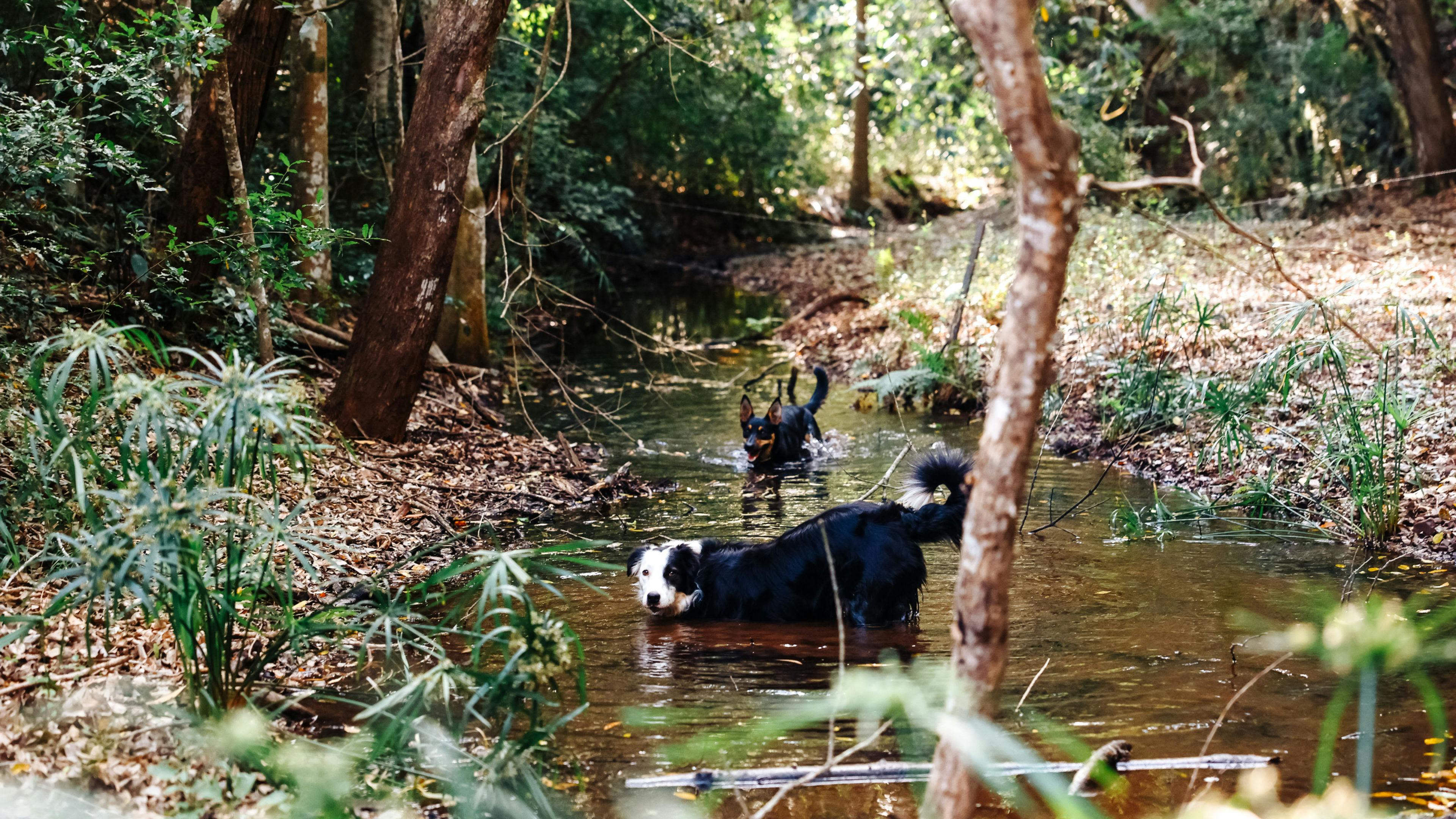 Creekside Camping Amamoor