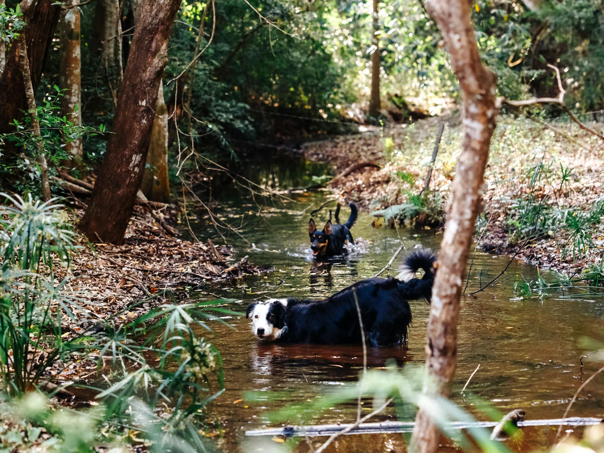 Creekside Camping Amamoor